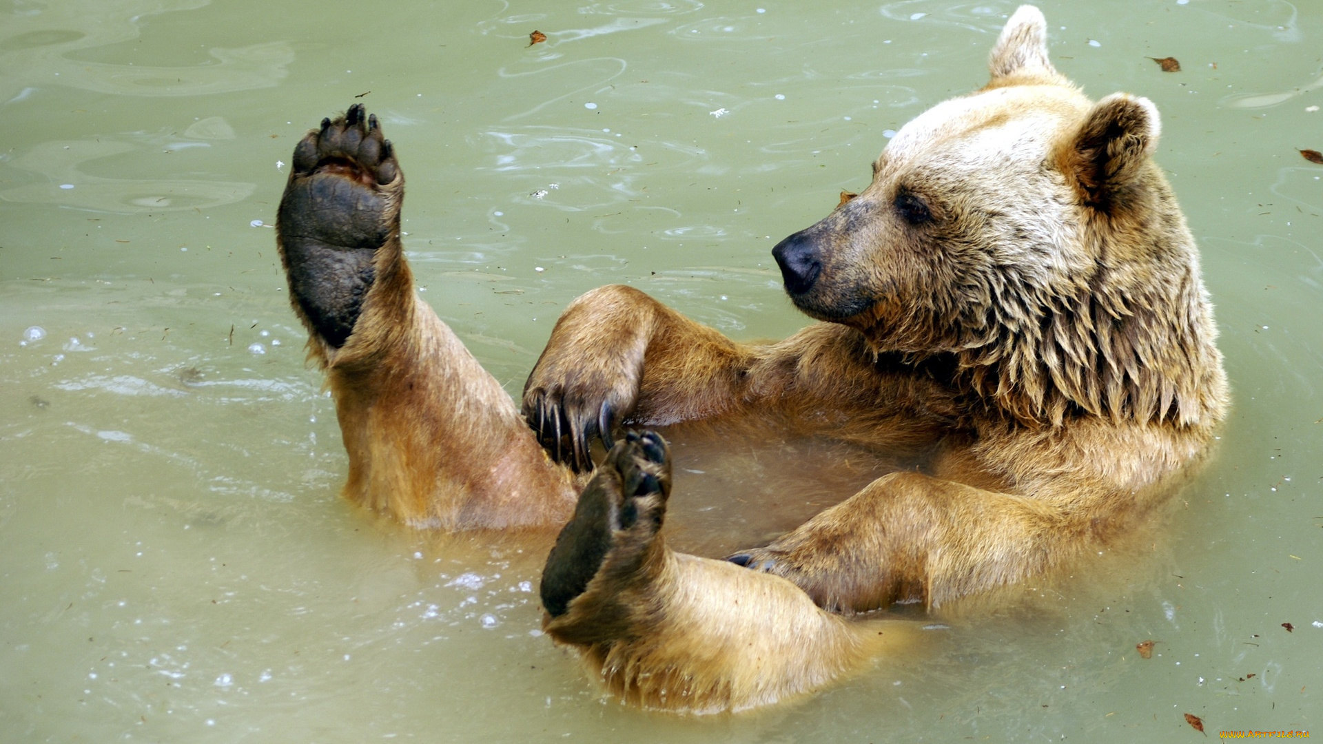 животные, медведи, вода, медвежонок