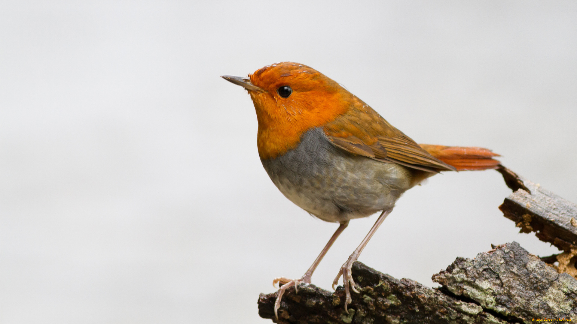 животные, птицы, птичка, ветка