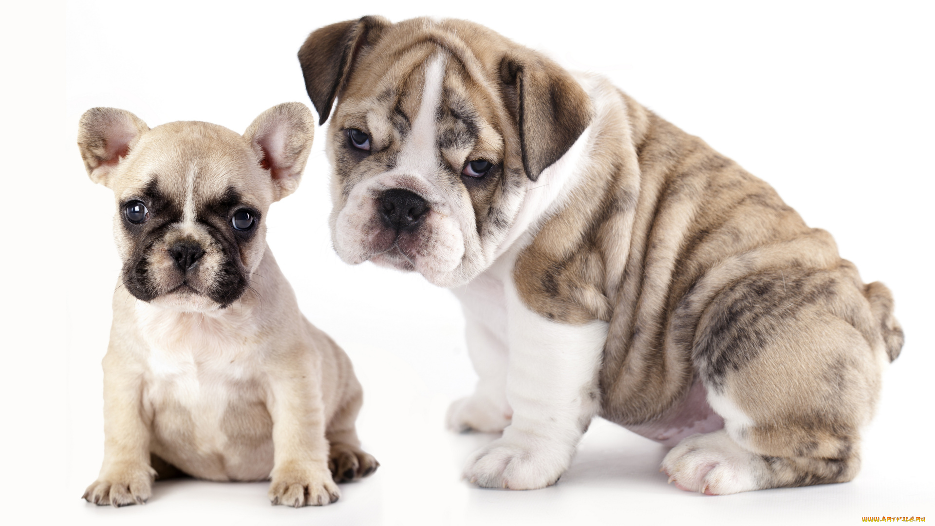 животные, собаки, бульдоги, английский, бульдог, щенки, французский