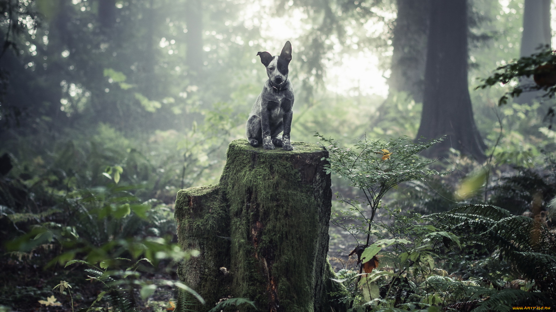 животные, собаки, пень, лес, друг, взгляд, собака
