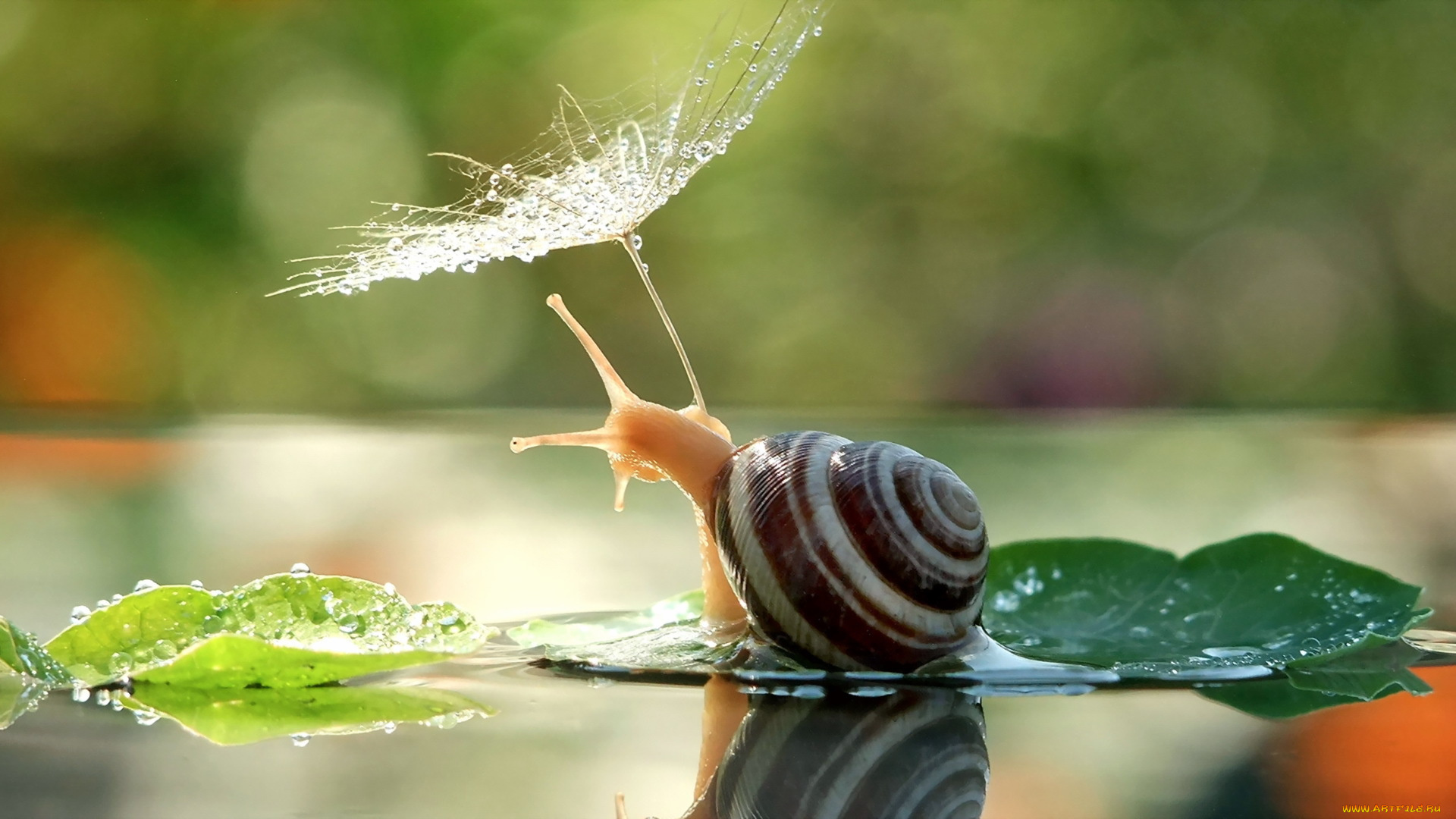 животные, улитки, зонт, улитка, природа