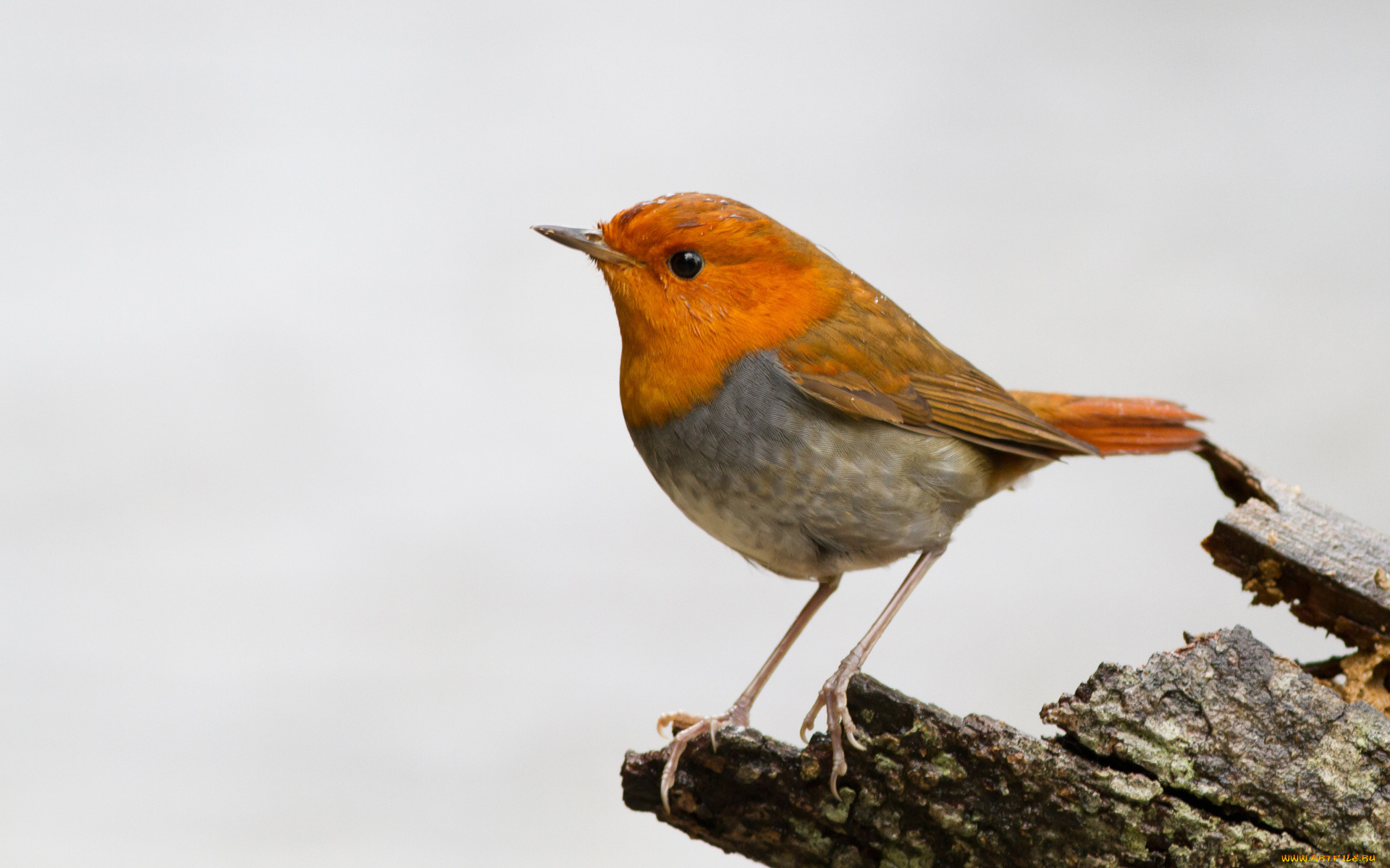 животные, птицы, птичка, ветка