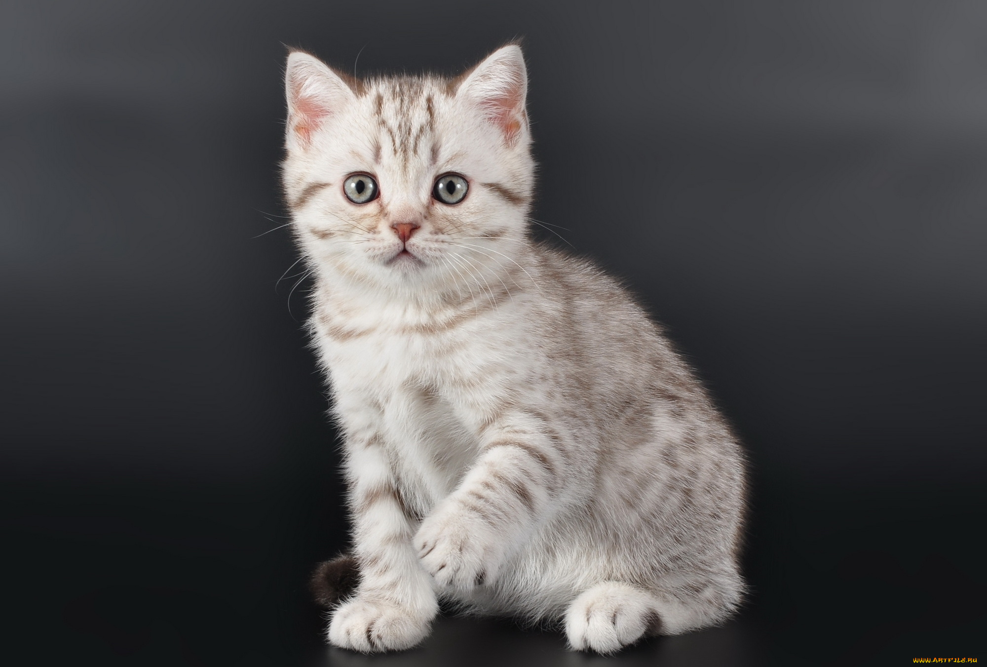 животные, коты, милый, малыш, котенок