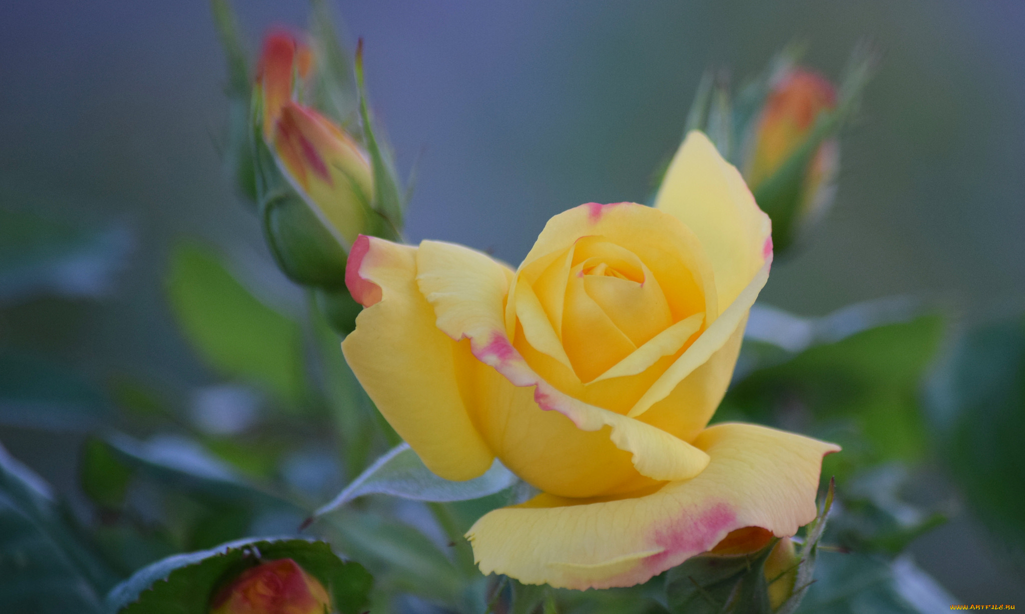 цветы, розы, bud, цветение, rose, blossoms, leaves, petals, роза, листья, лепестки, бутон