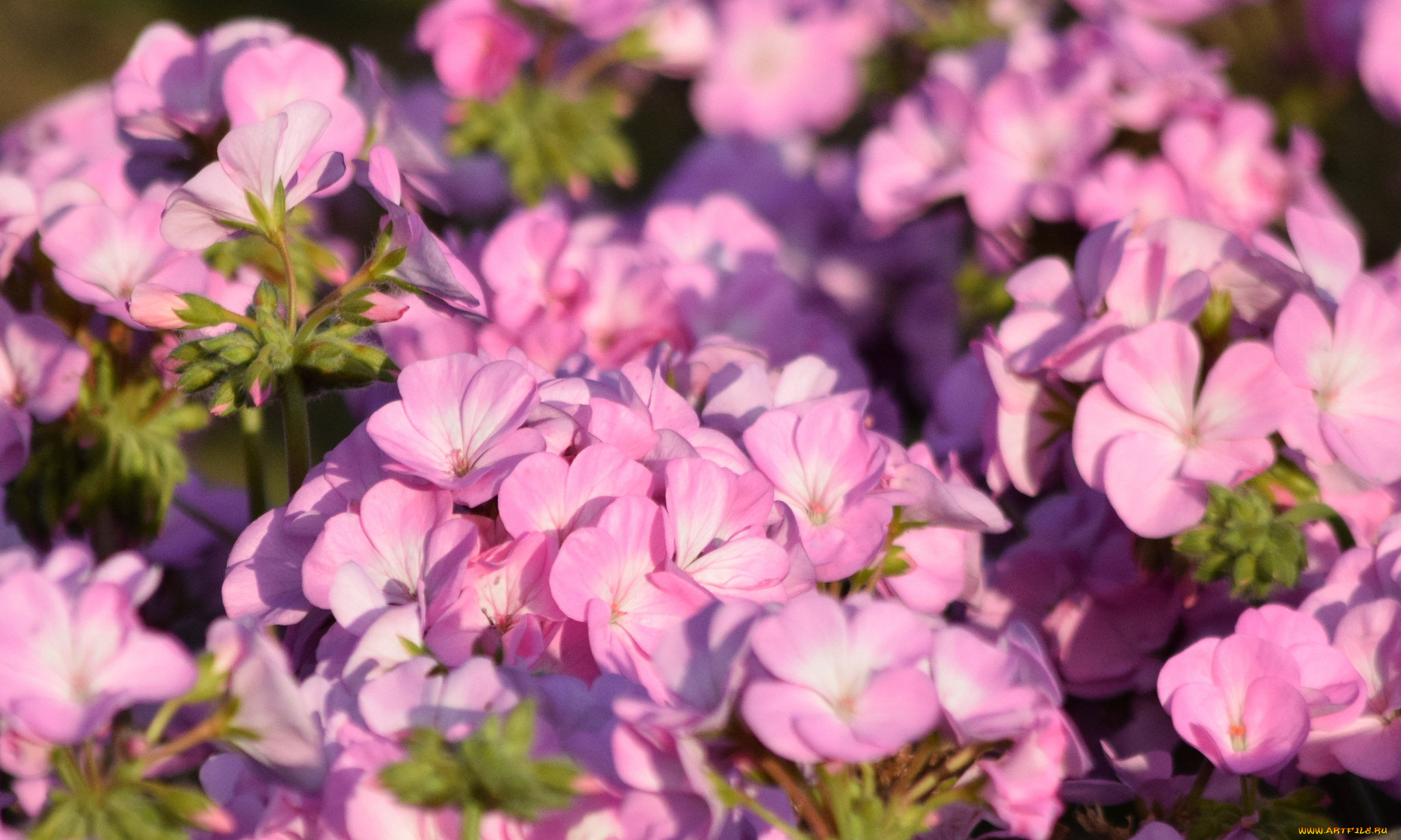 цветы, герань, нежность, цветение, лепестки, цветки