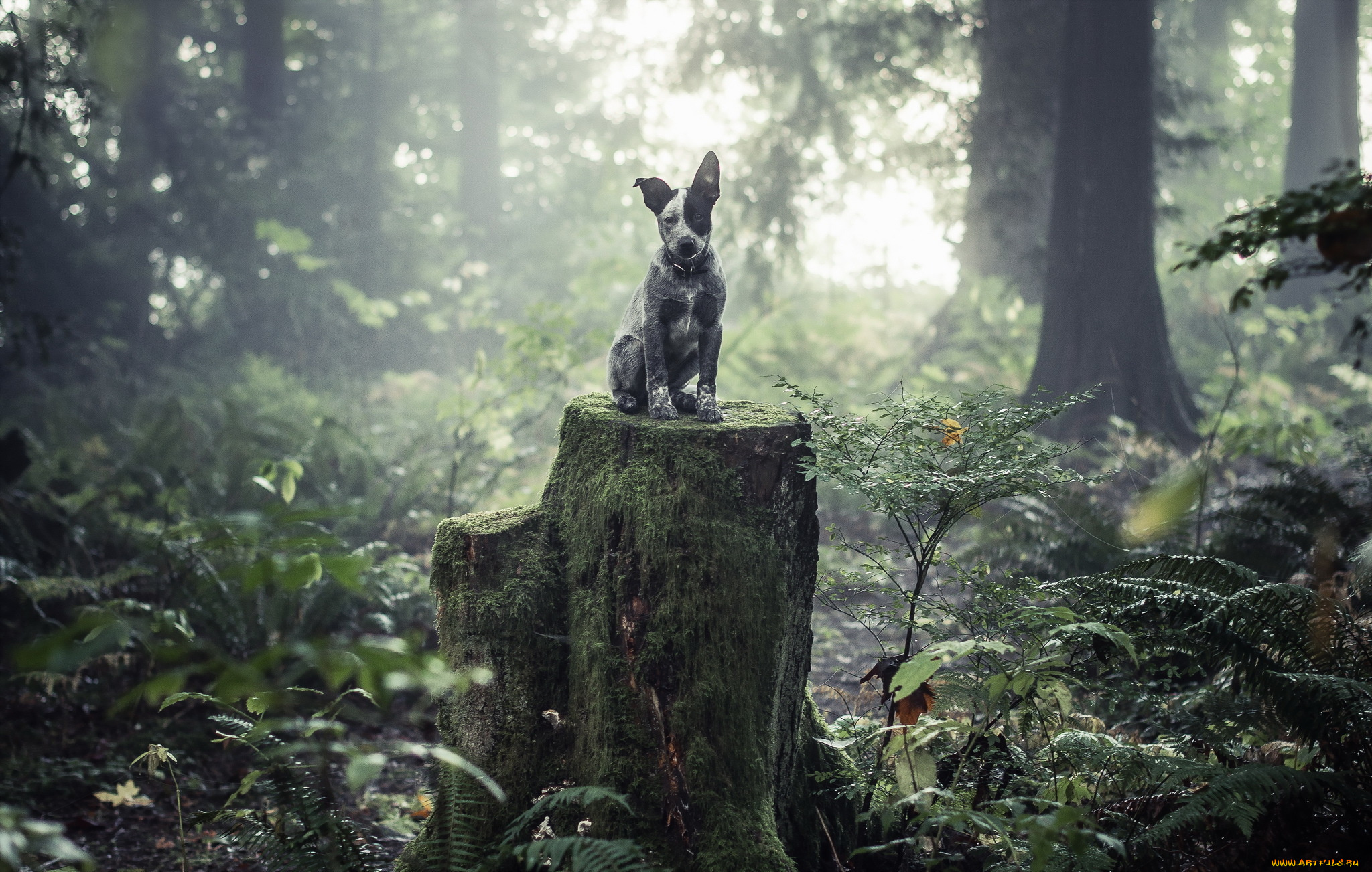 животные, собаки, пень, лес, друг, взгляд, собака