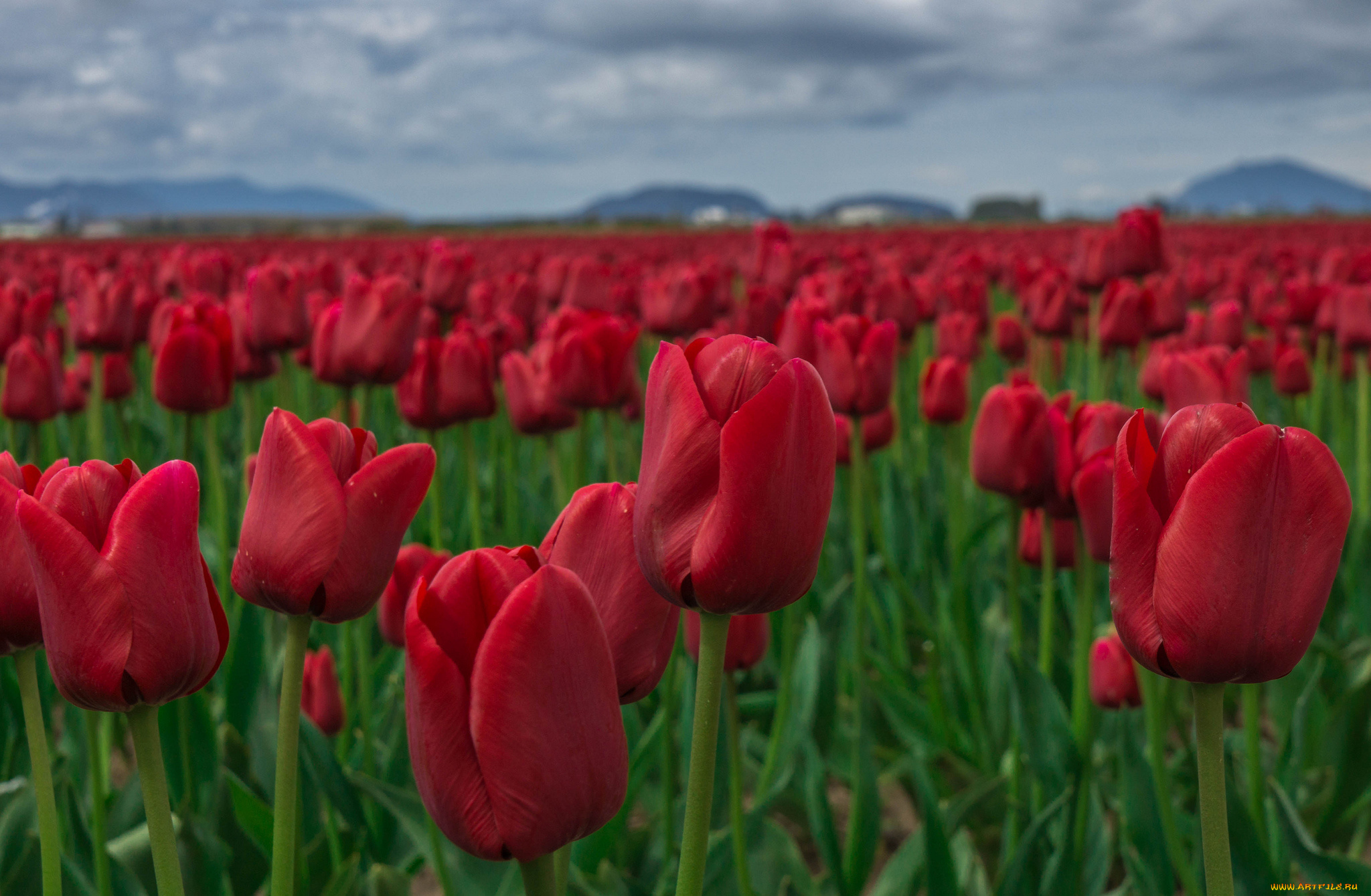 цветы, тюльпаны, много, лепестки, цветение, разноцветные