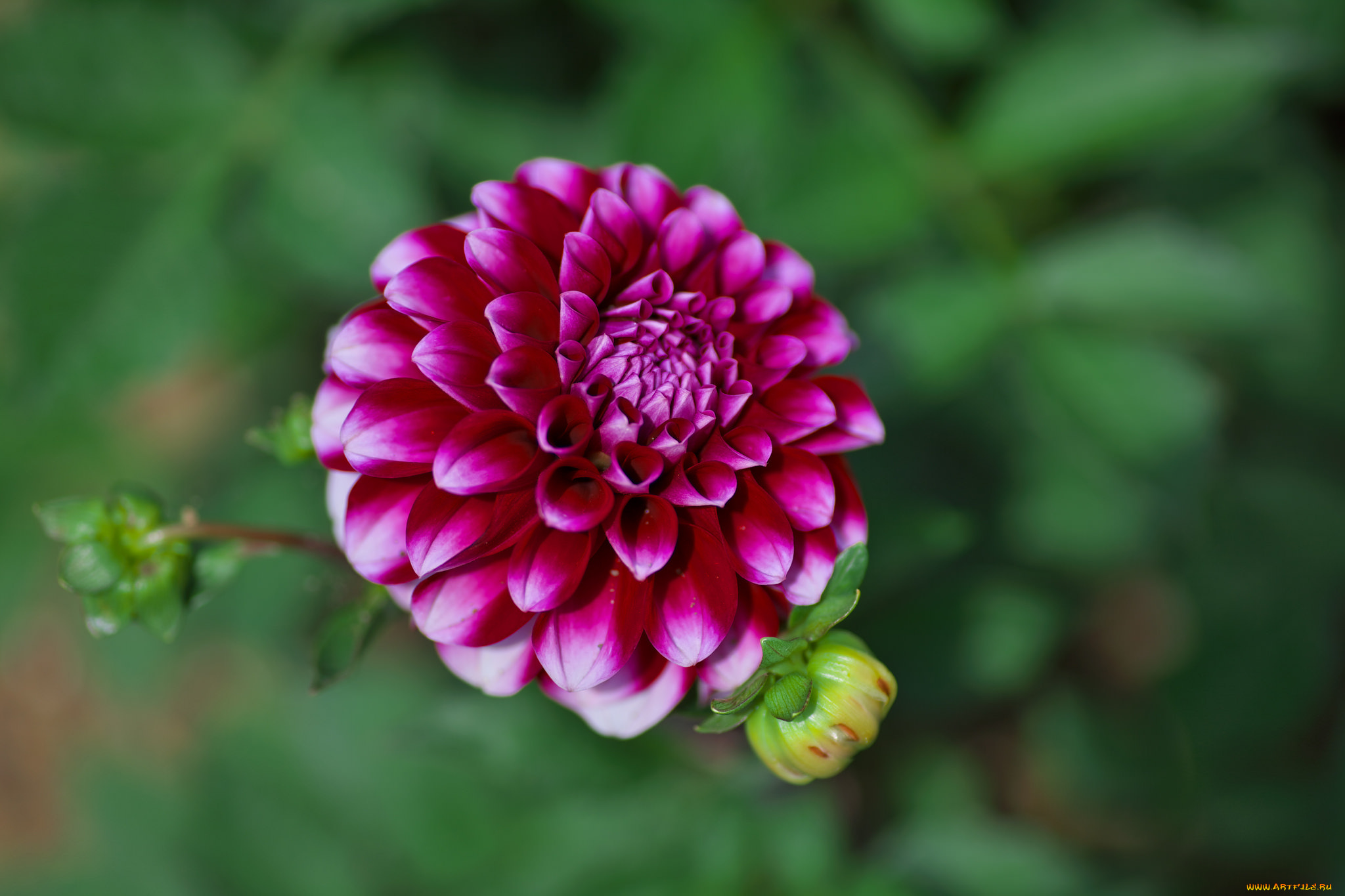 цветы, георгины, flowering, dahlia, цветение, георгин