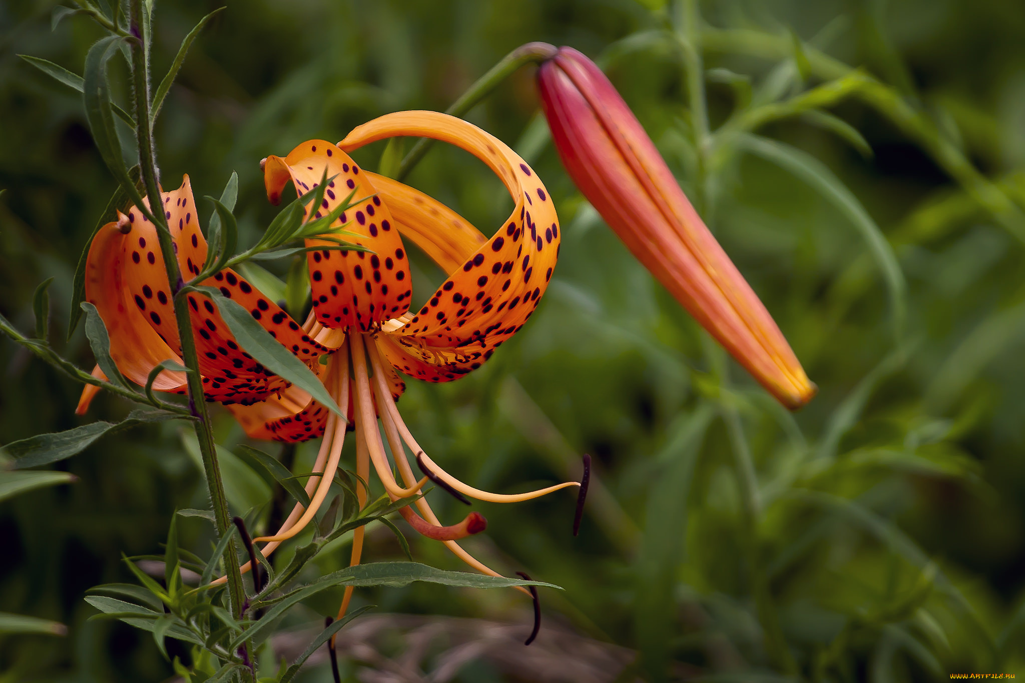 цветы, лилии, , лилейники, цветение, бутоны, лилия