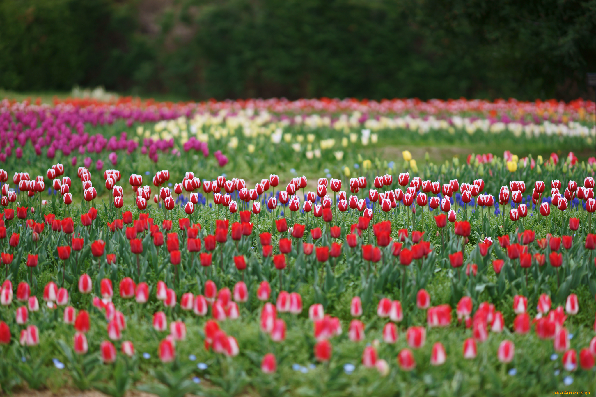 цветы, тюльпаны, цветение, лепестки, много, разноцветные