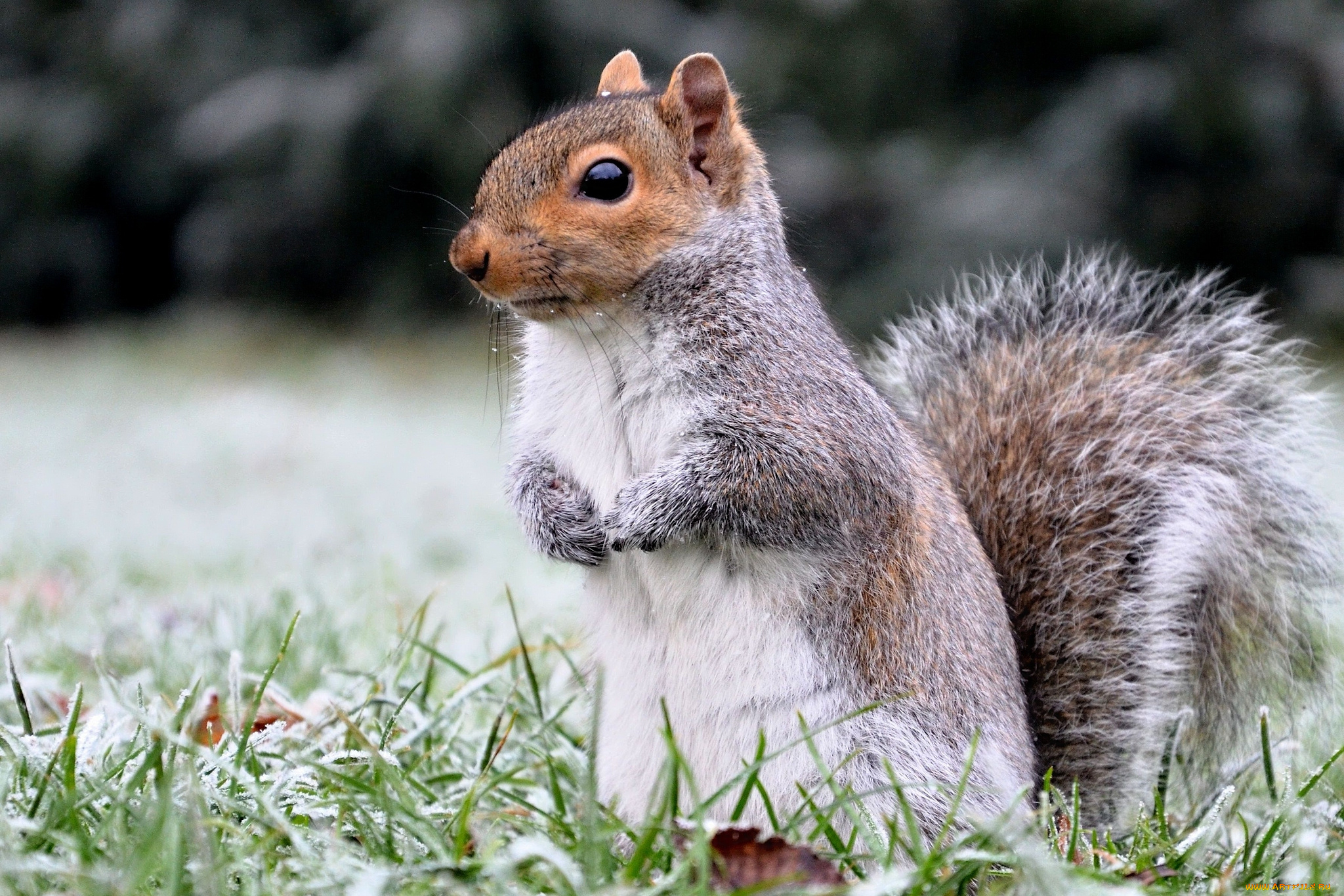 животные, белки, иней, трава, белка