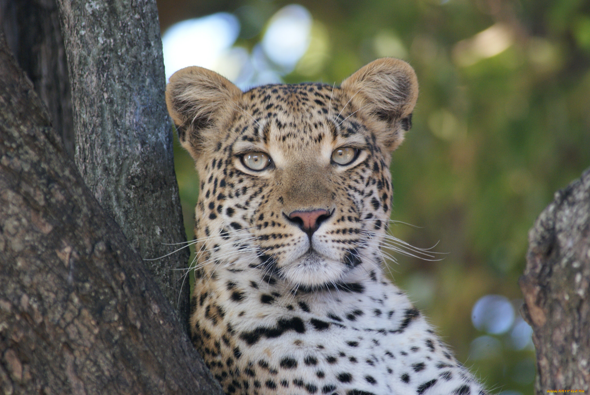 животные, леопарды, леопард