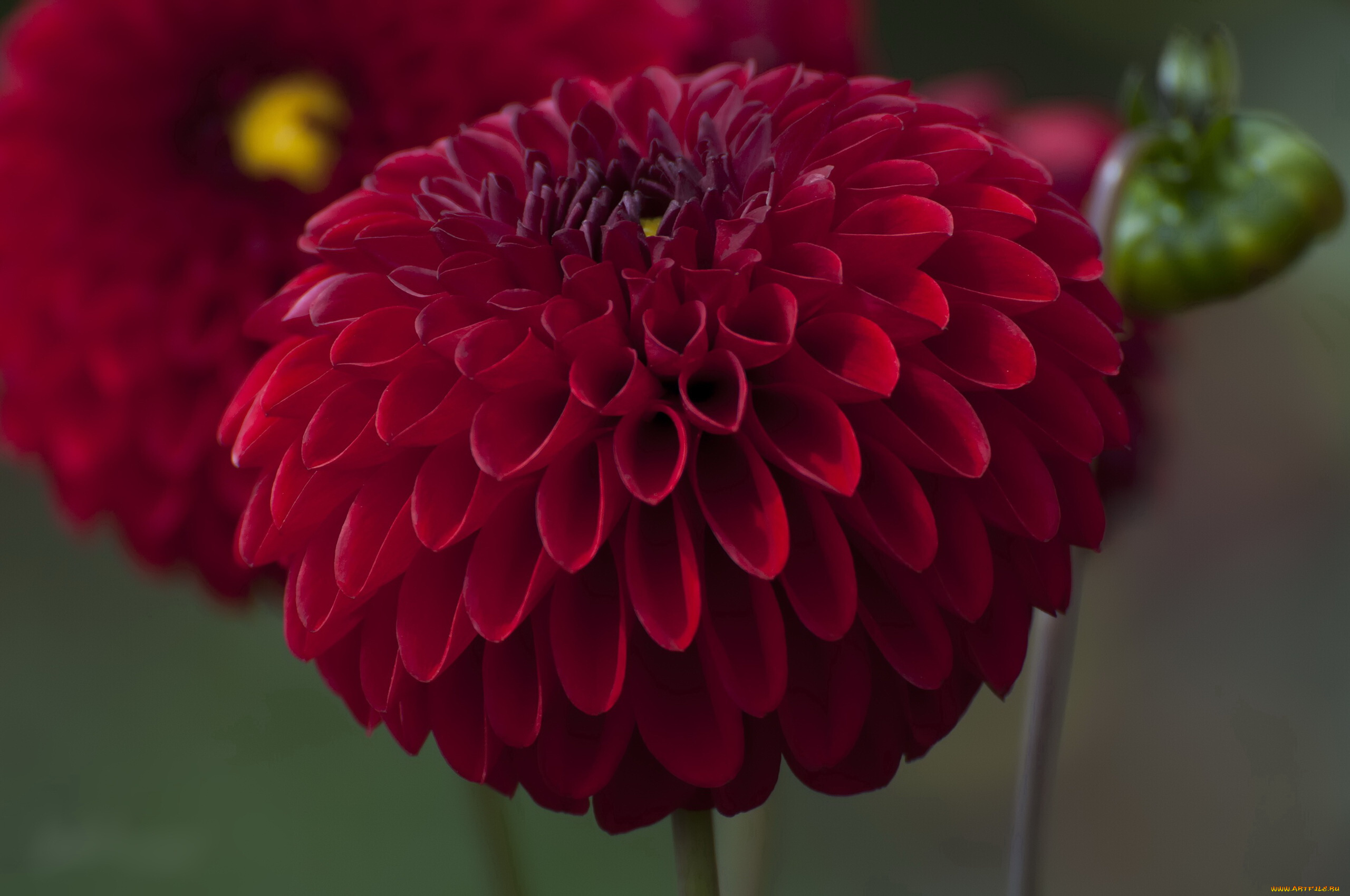 цветы, георгины, георгин, лепестки, бутоны, цветение