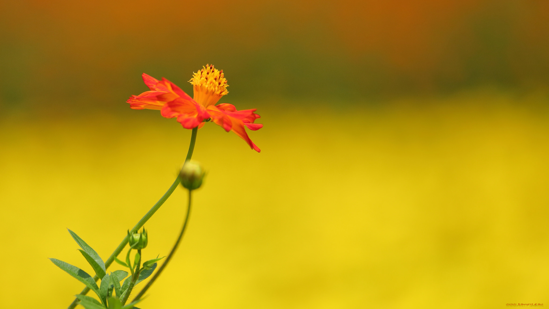 цветы, космея, минимализм, цветок, фон