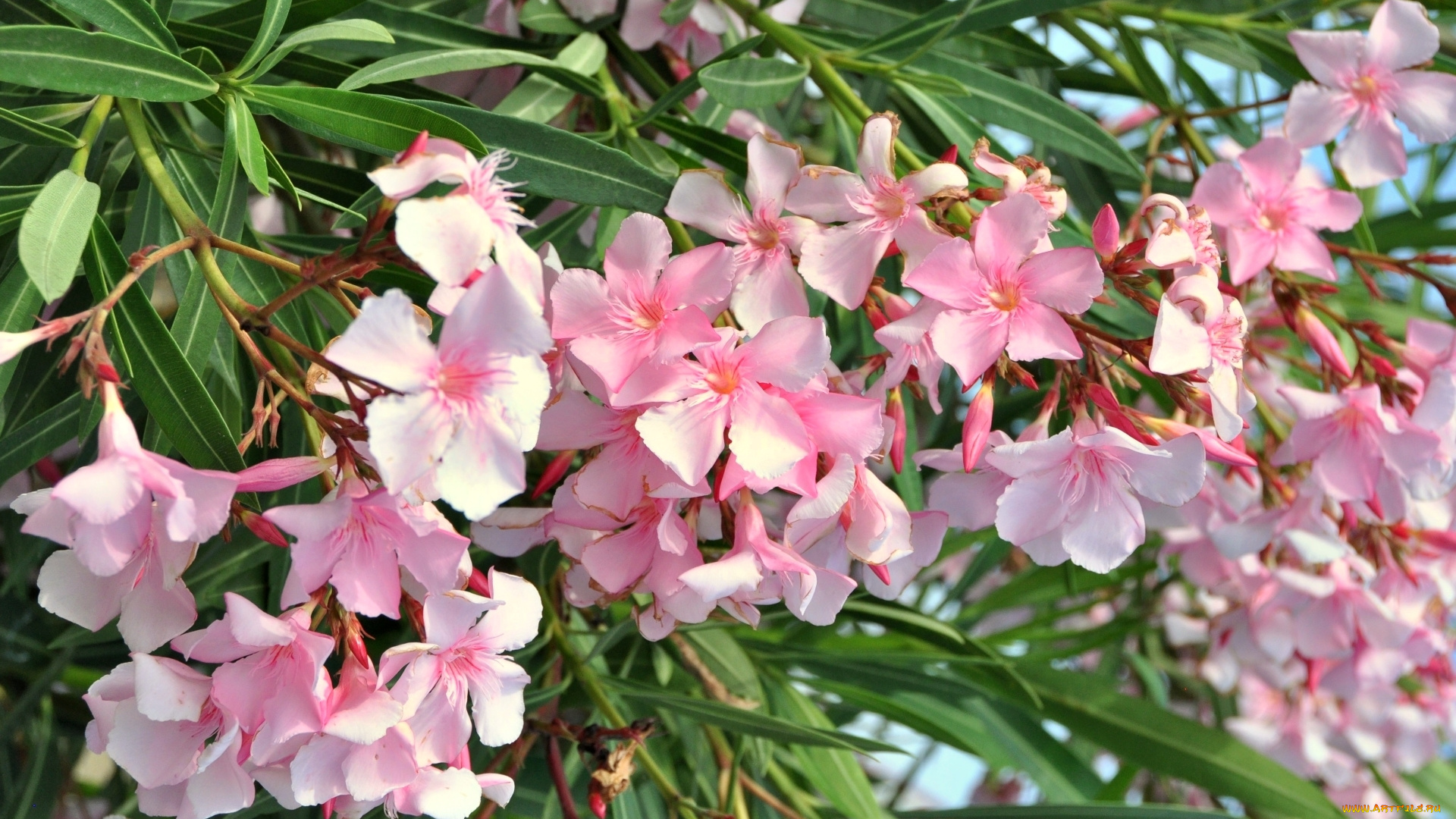 цветы, олеандры, розовый, олеандр, лепестки