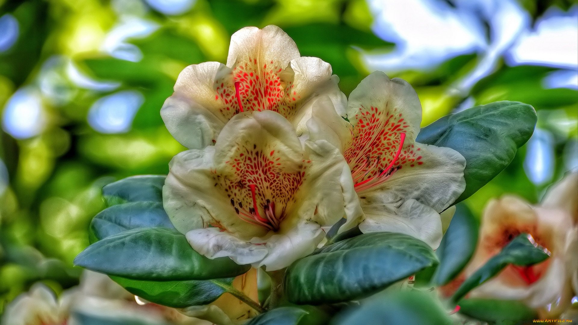 rododendro, цветы, рододендроны, , азалии, листья, ветки, цветки