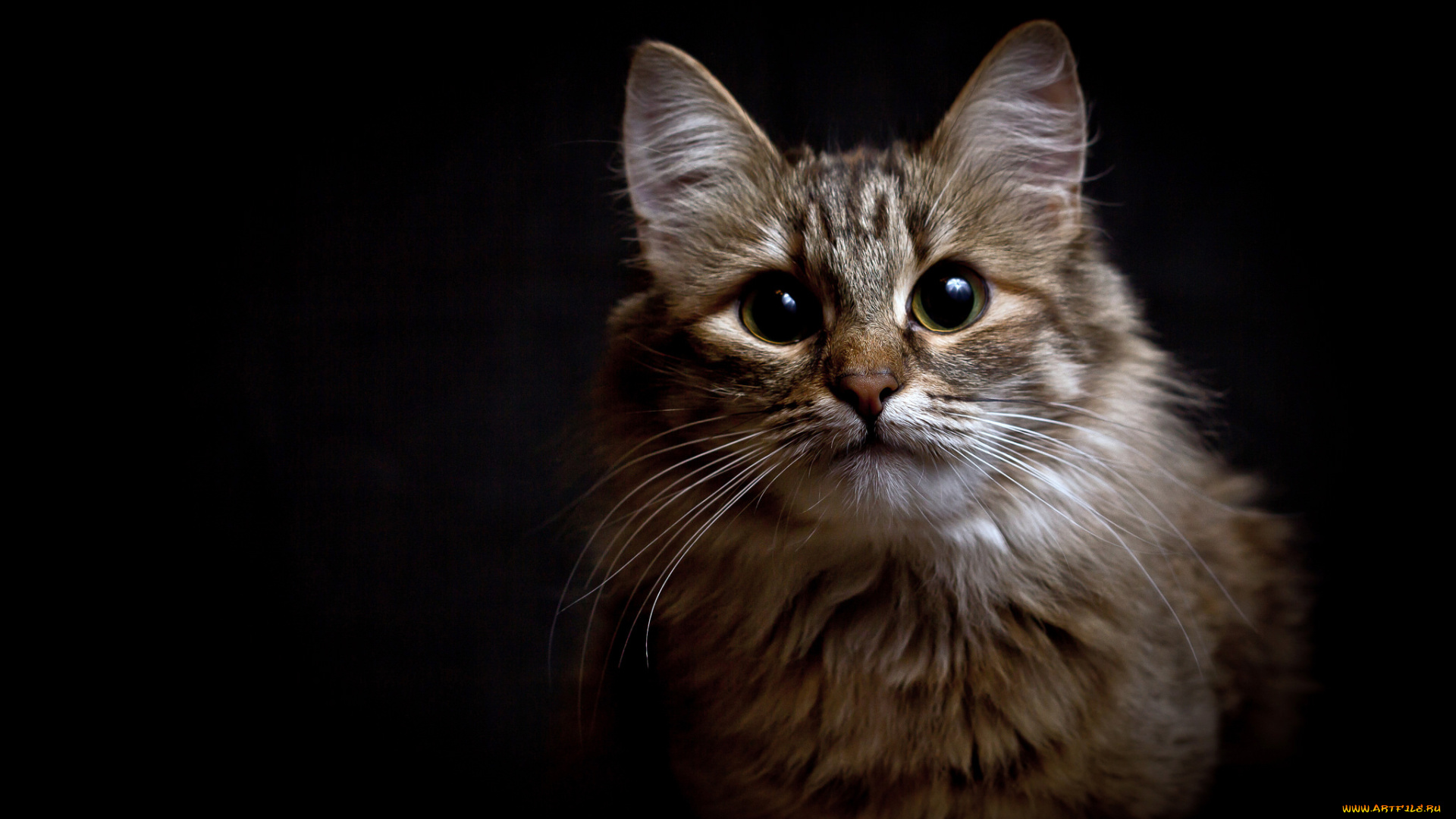 животные, коты, киса