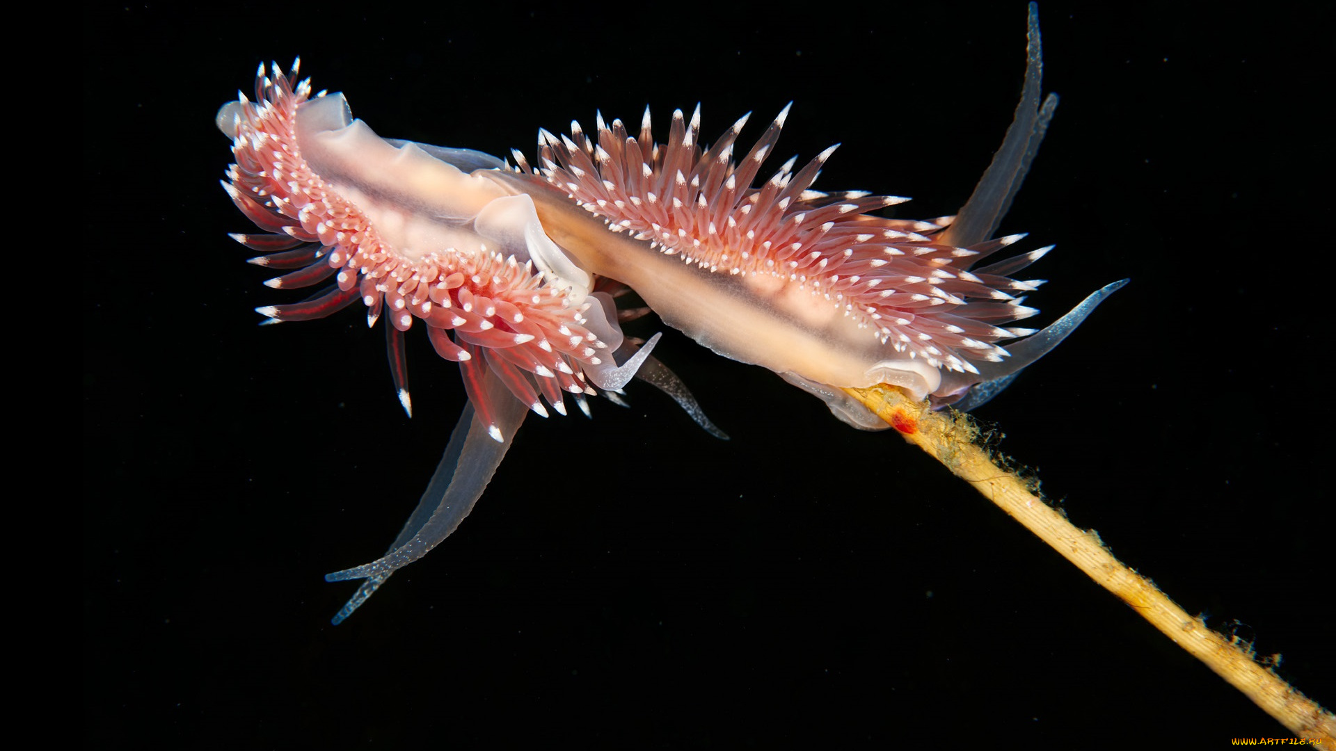 животные, морская, фауна, морской, слизень, океан, актиния