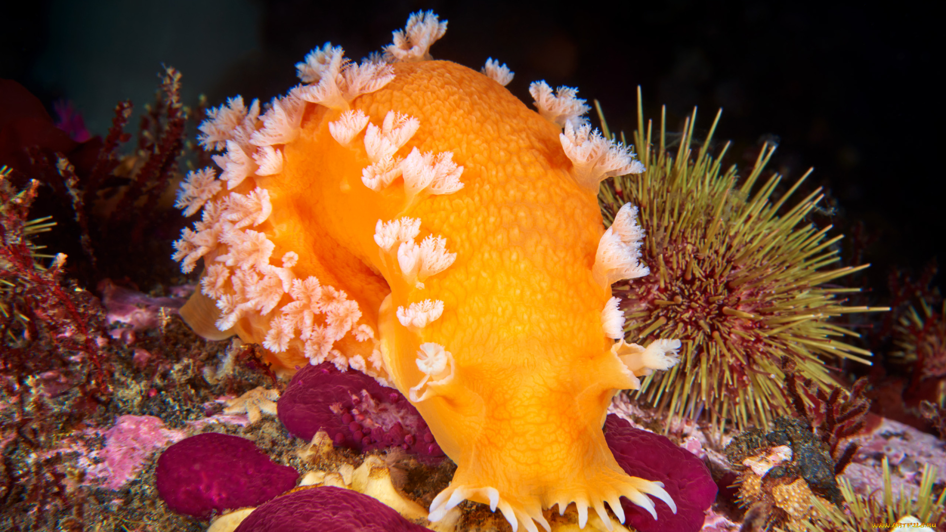 животные, морская, фауна, риф, морской, слизень, океан