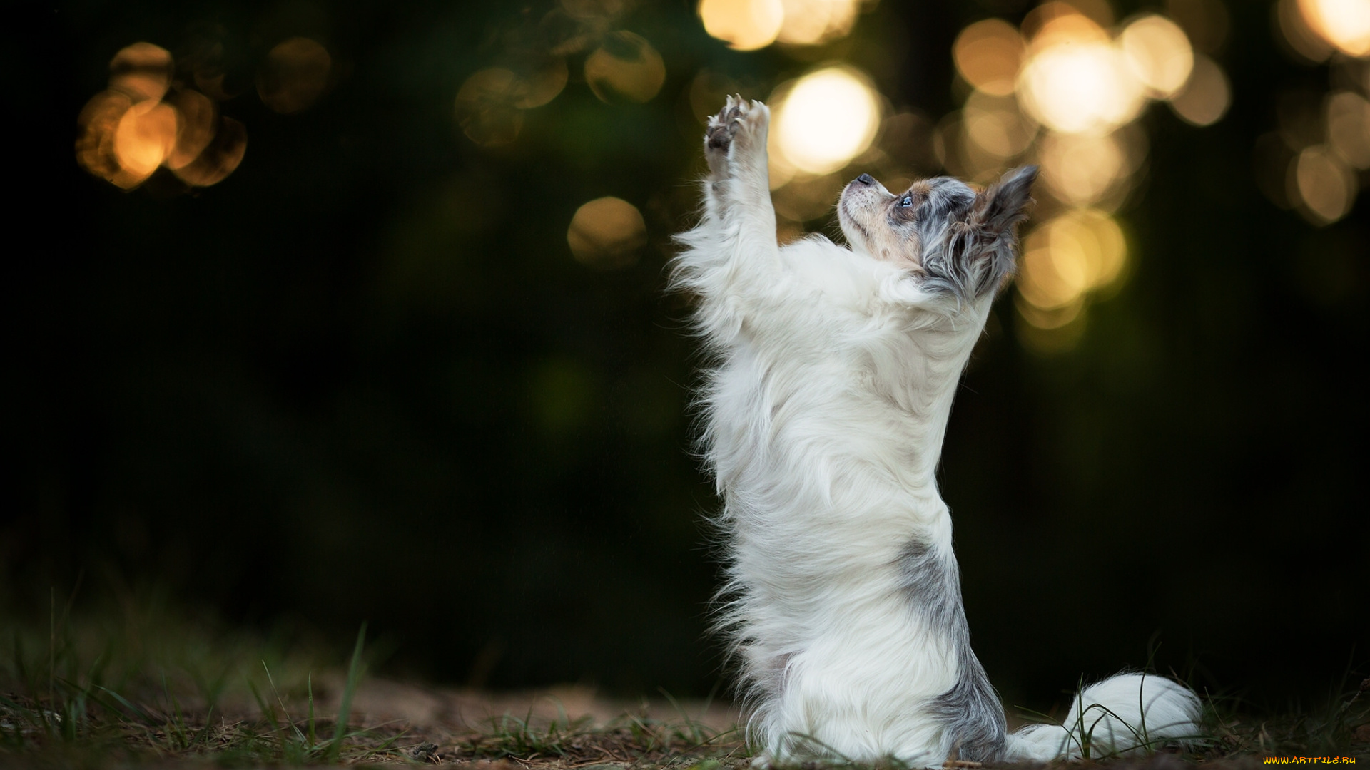животные, собаки, австралийская, овчарка, аусси, собака