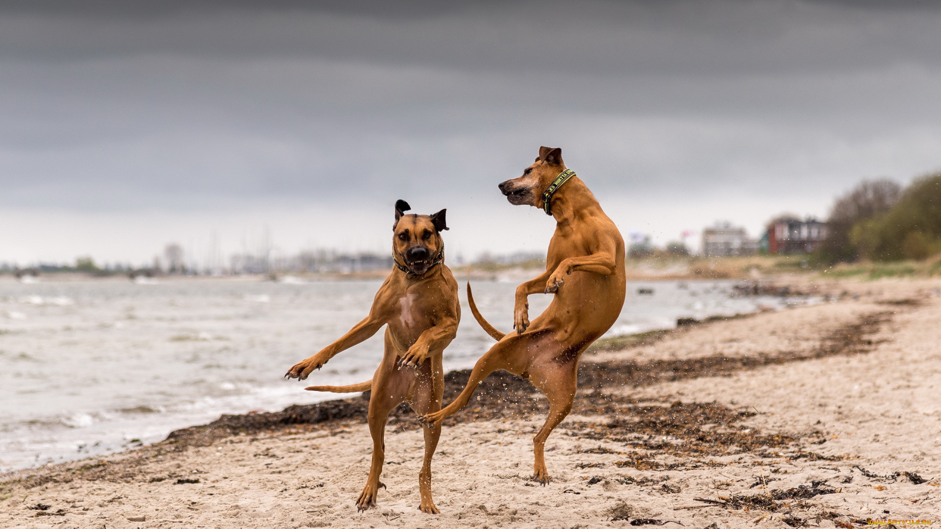 животные, собаки, река