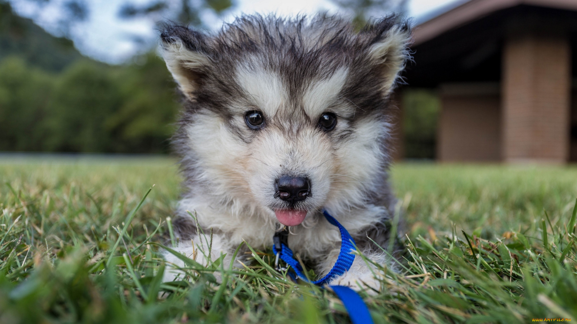 животные, собаки, щенок, малыш, язык, луг