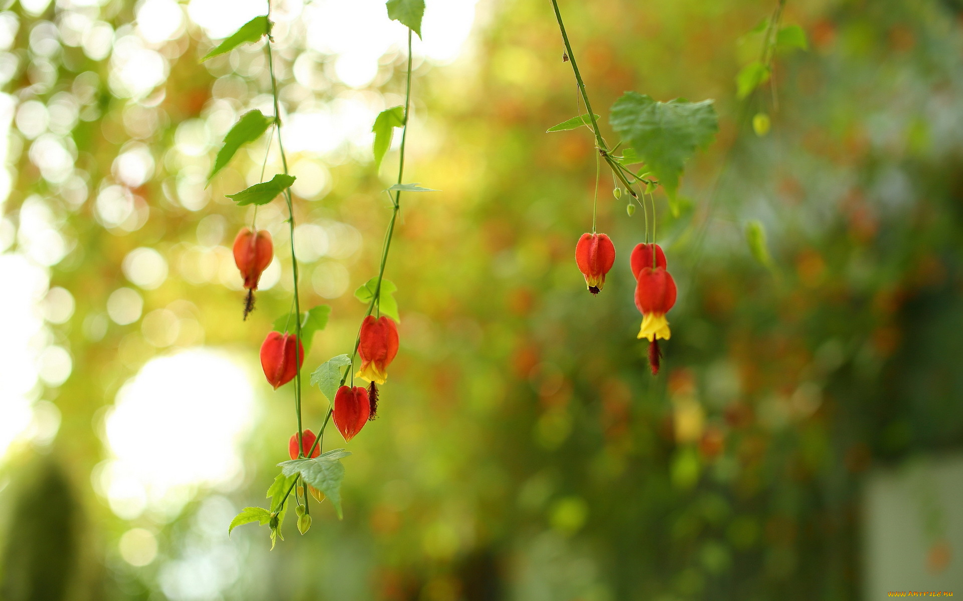 цветы, природа, фон