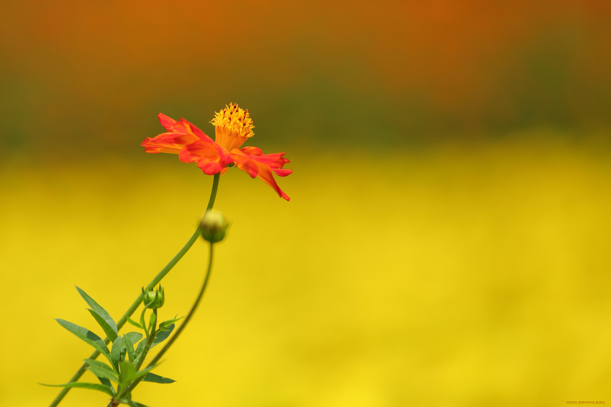 цветы, космея, минимализм, цветок, фон