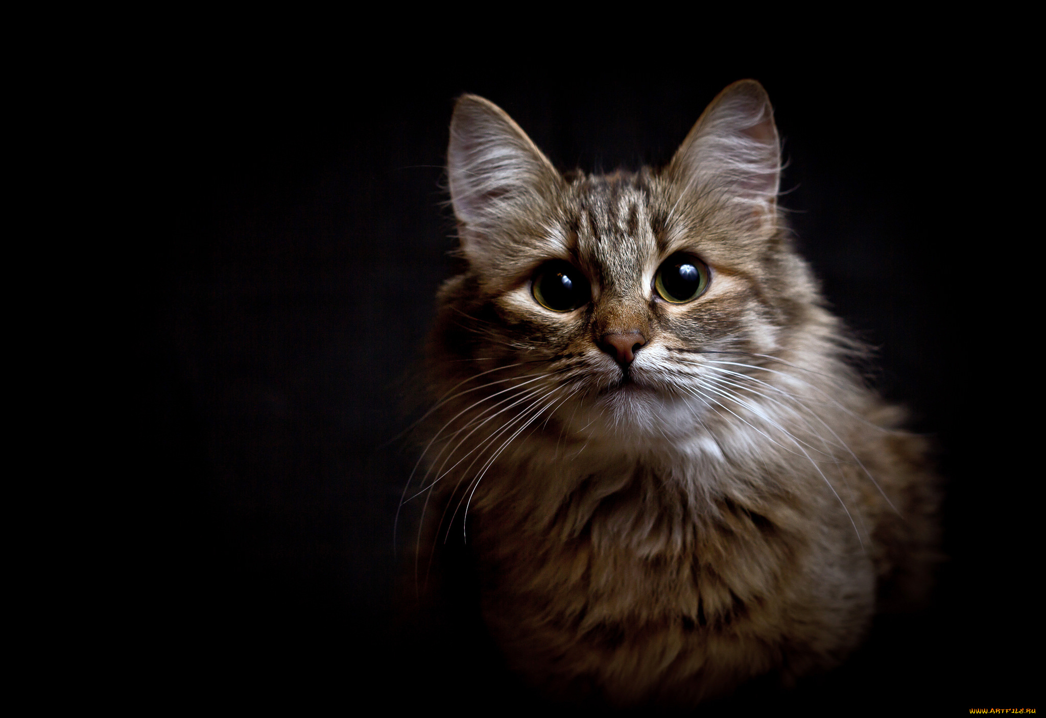 животные, коты, киса