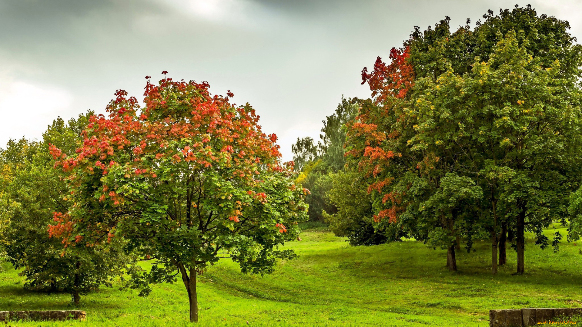 природа, деревья, осень