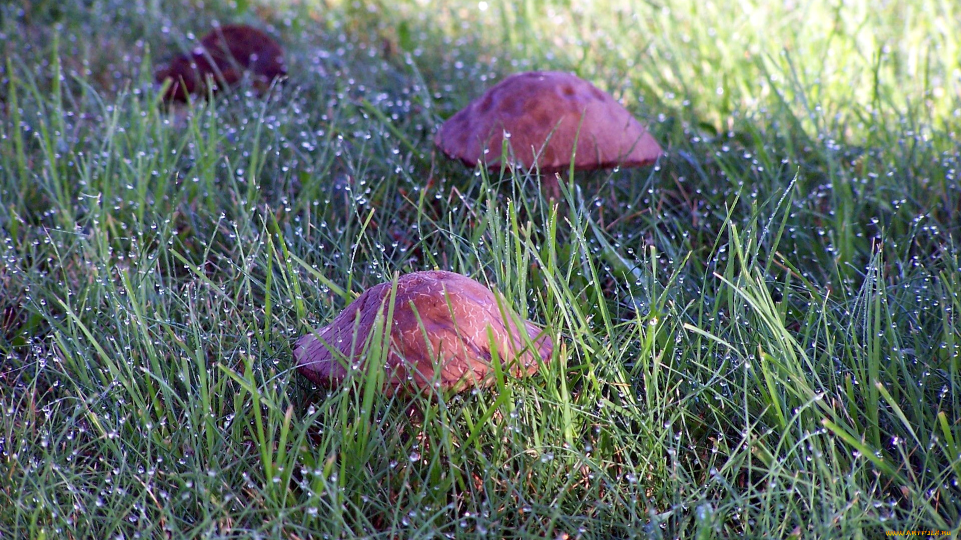 природа, грибы, роса, капли, шляпки, трава