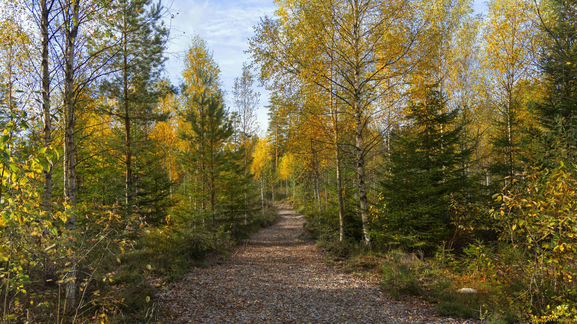 природа, лес, деревья, осень