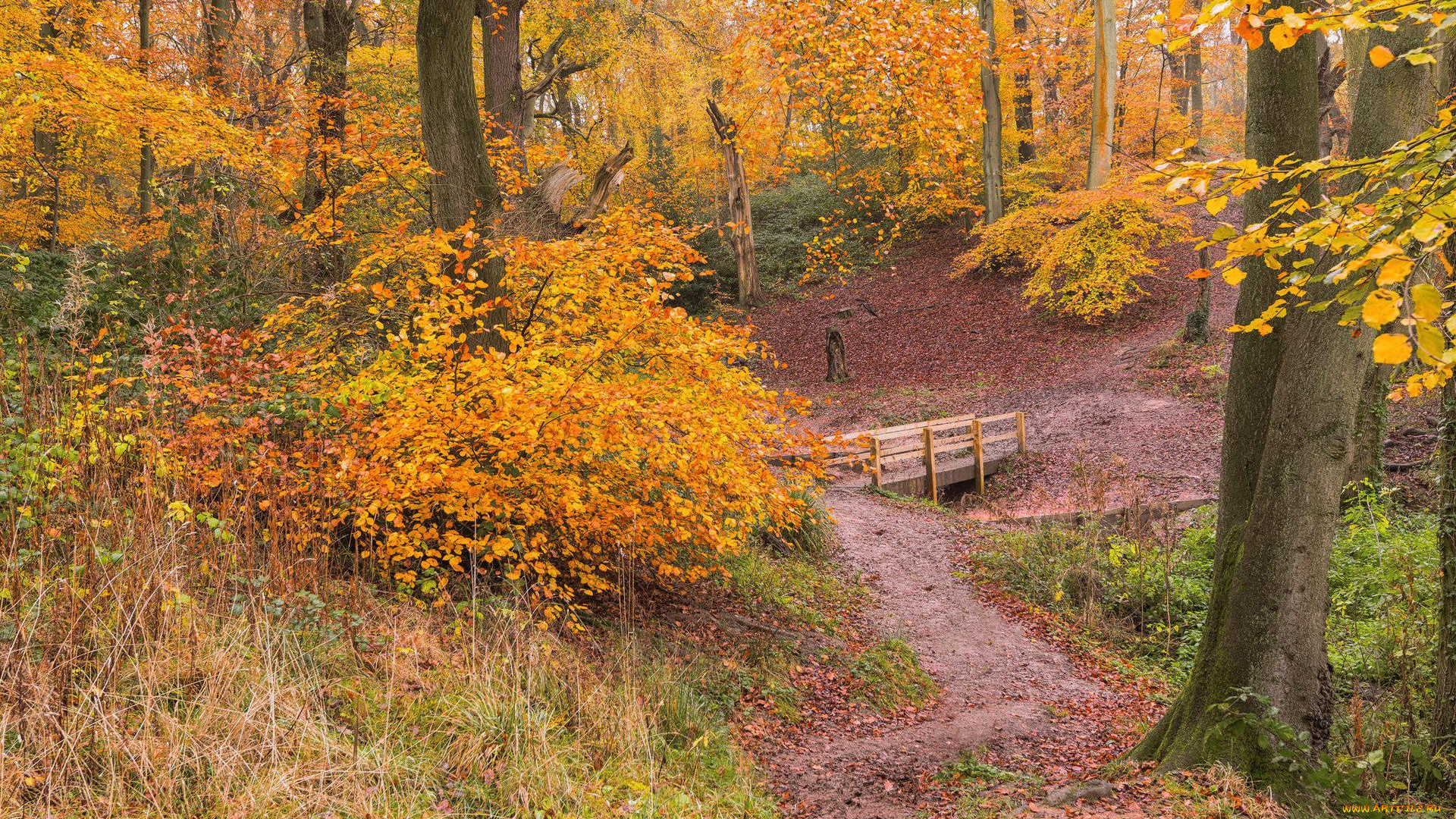 природа, лес, деревья, осень