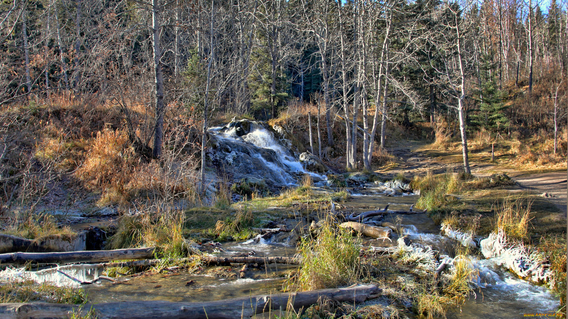 природа, лес, простор