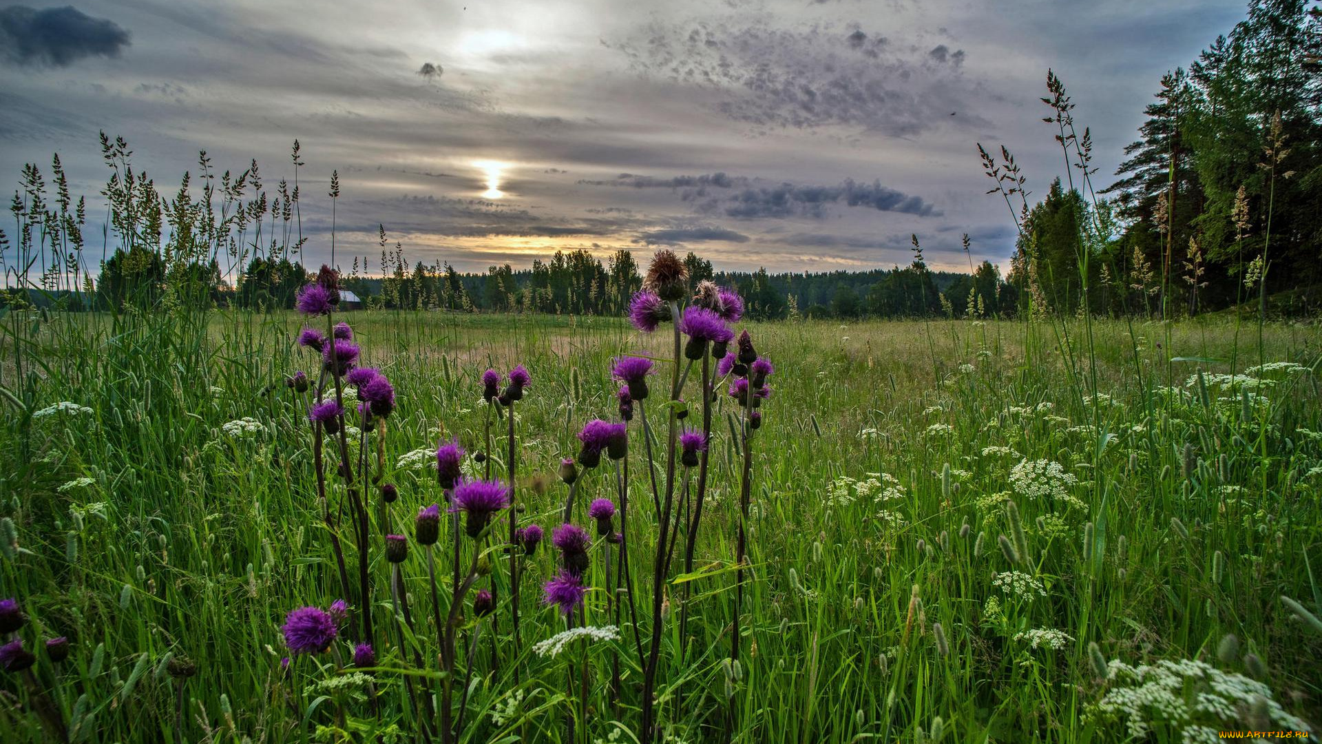 природа, луга, поле, закат, пейзаж, цветы, трава