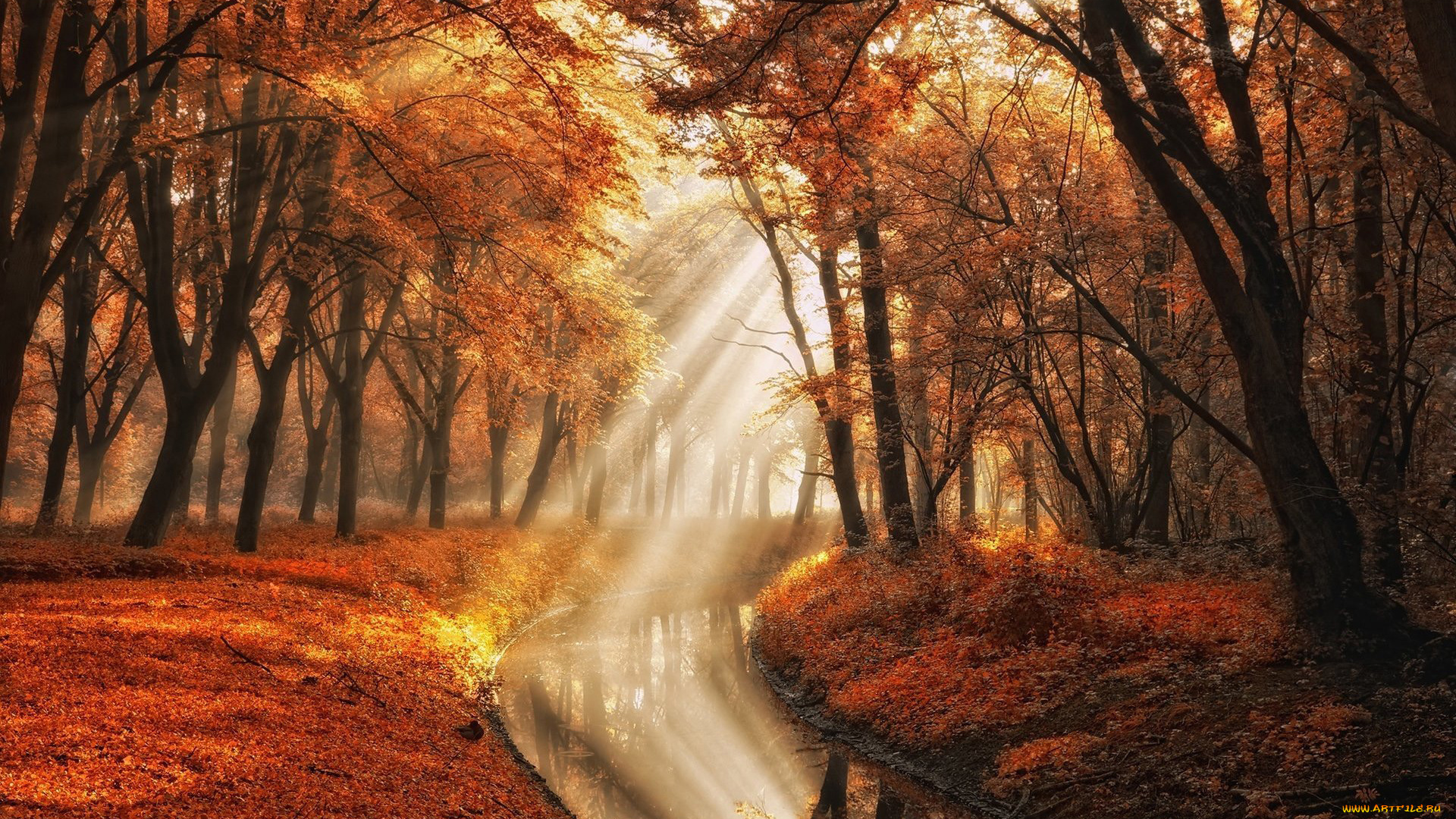 природа, парк, листья, листопад, осень, деревья, водоем