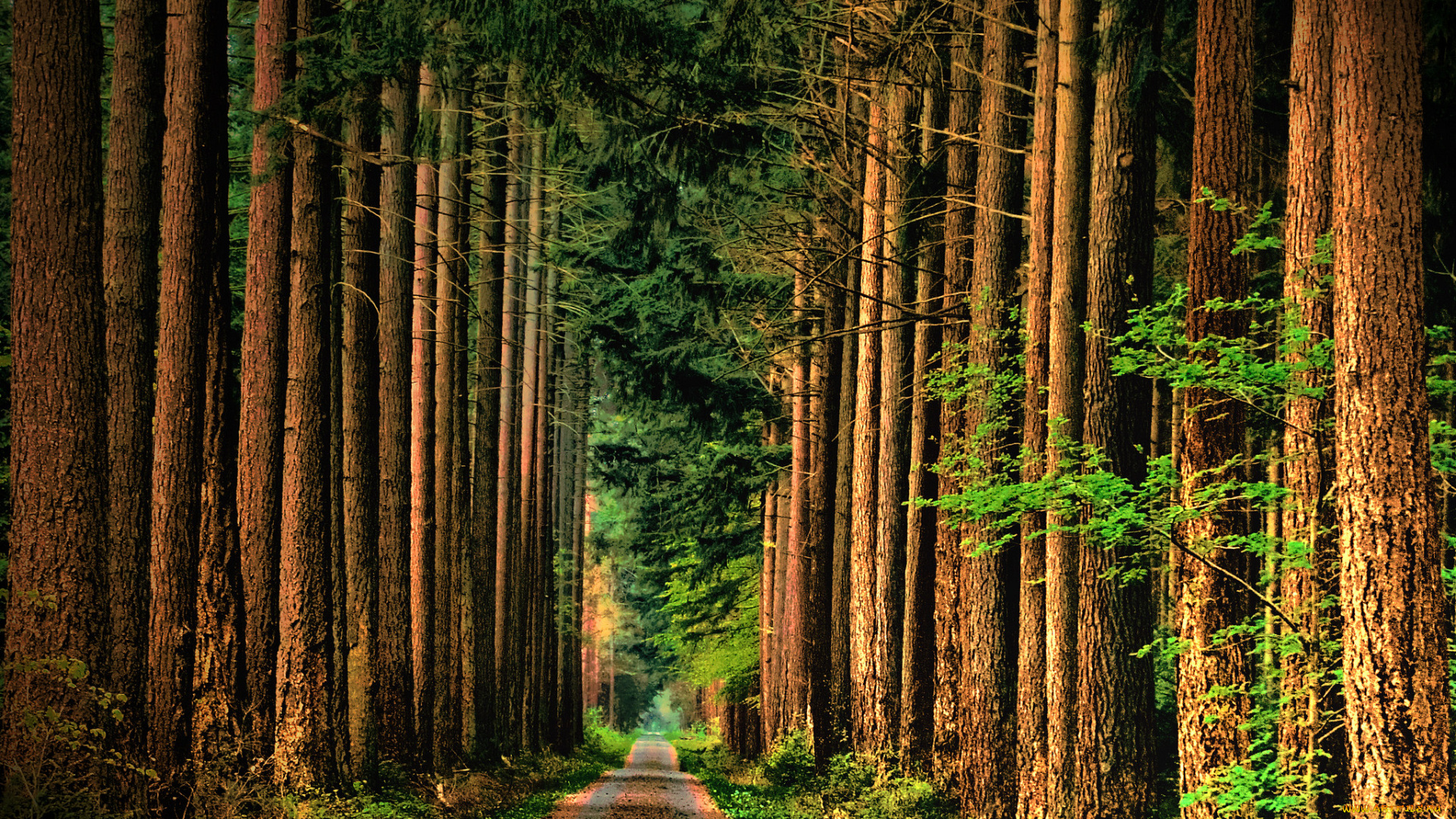 природа, парк, простор