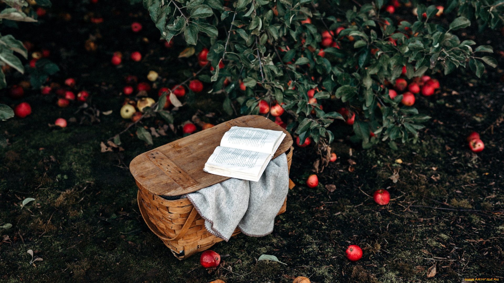 природа, плоды, яблоня, сад, урожай, книги, корзинка, яблоки