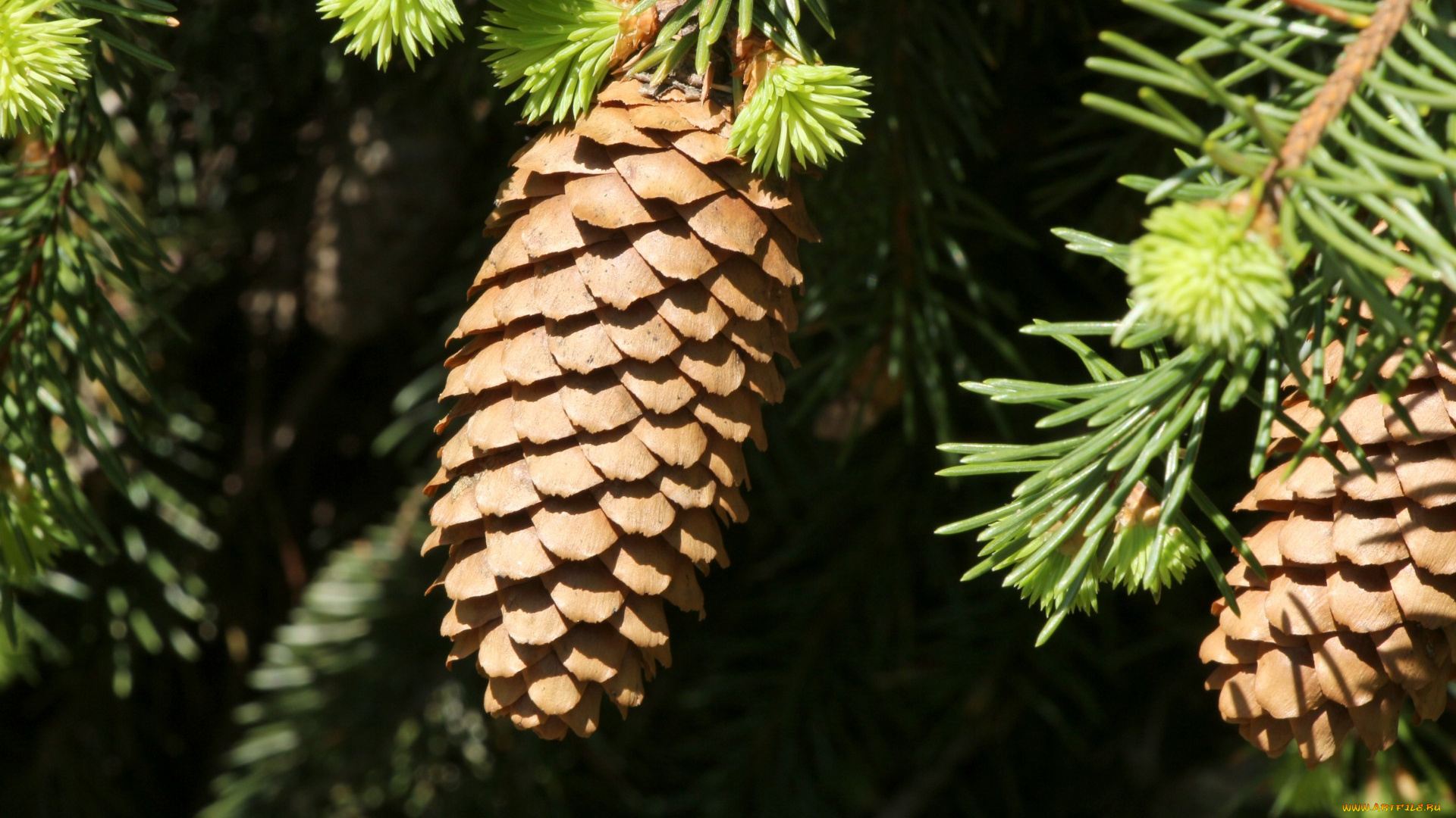 природа, шишки, , жёлуди, , каштаны