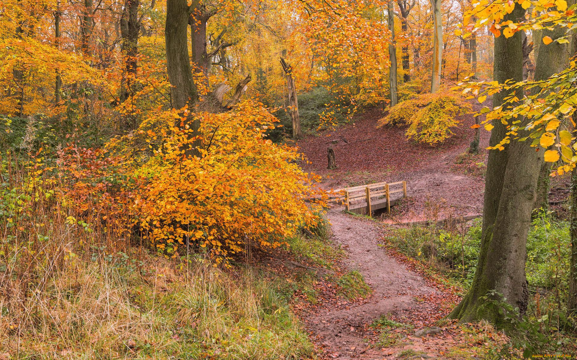 природа, лес, деревья, осень