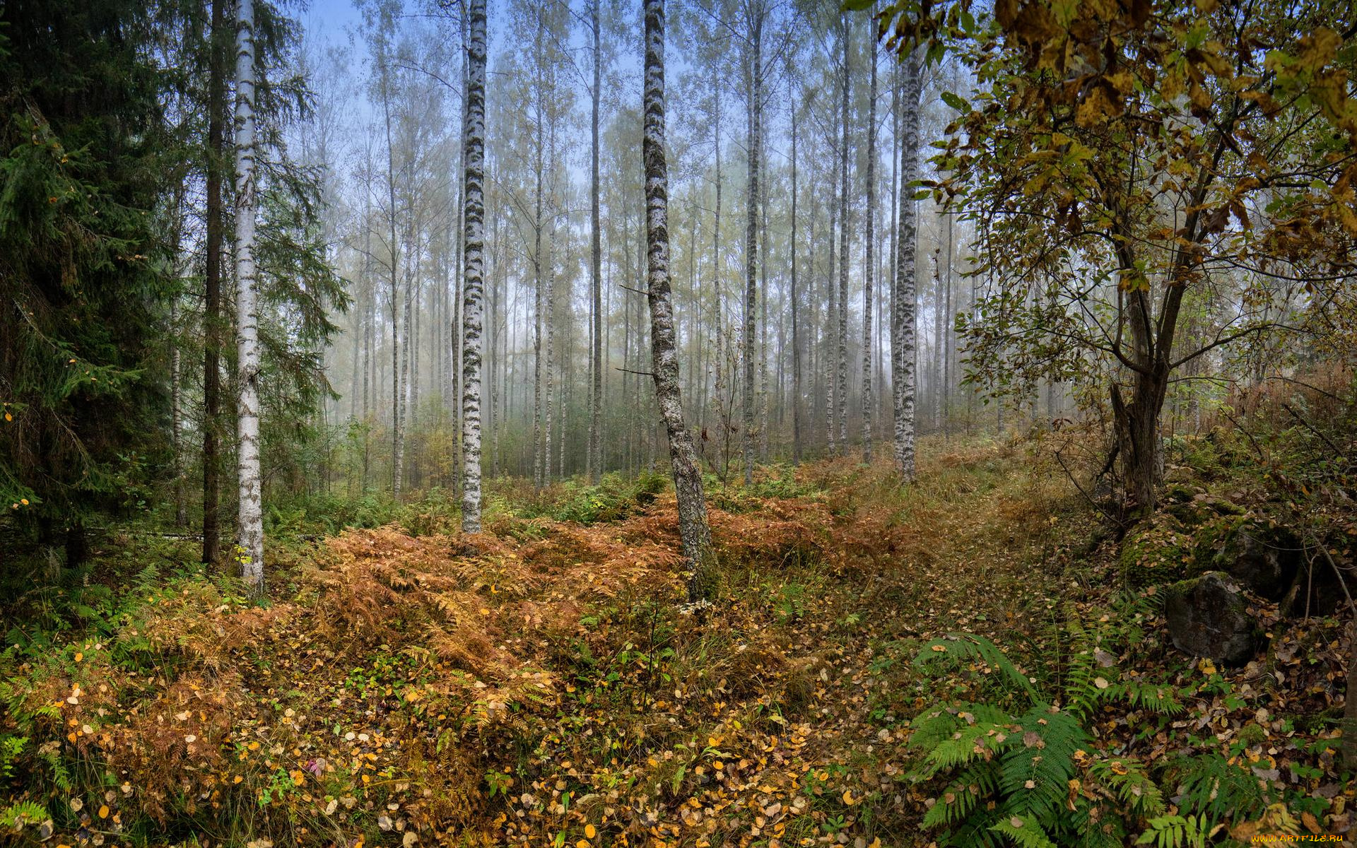 природа, лес, осень, деревья