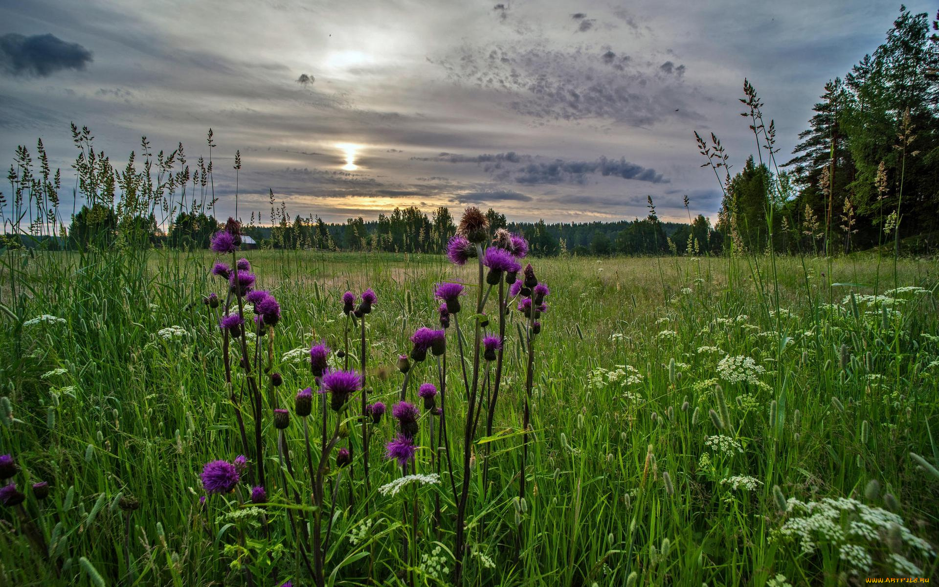 природа, луга, поле, закат, пейзаж, цветы, трава