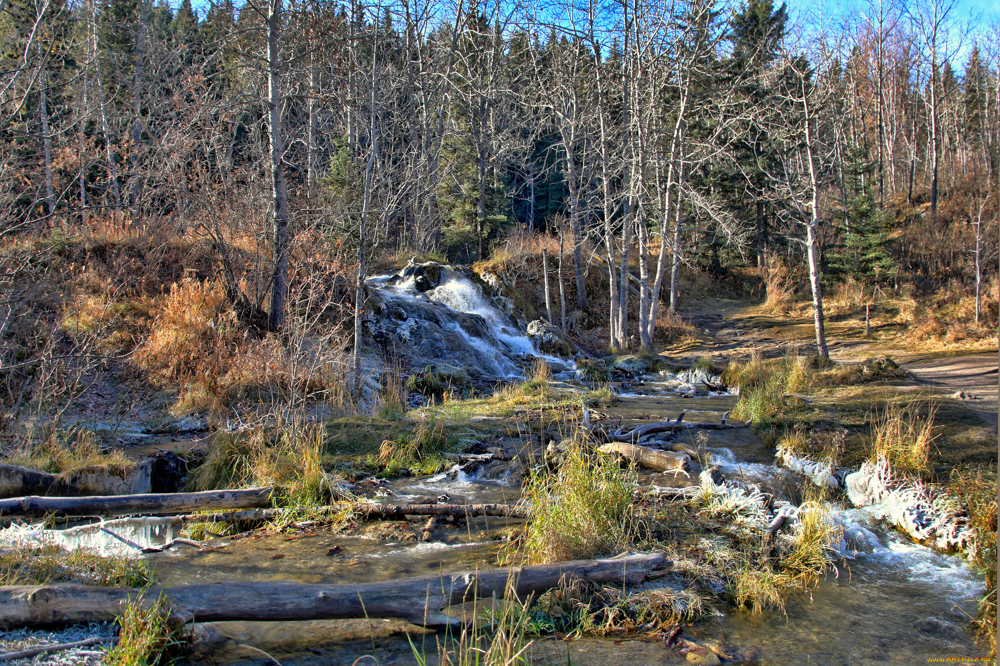 природа, лес, простор