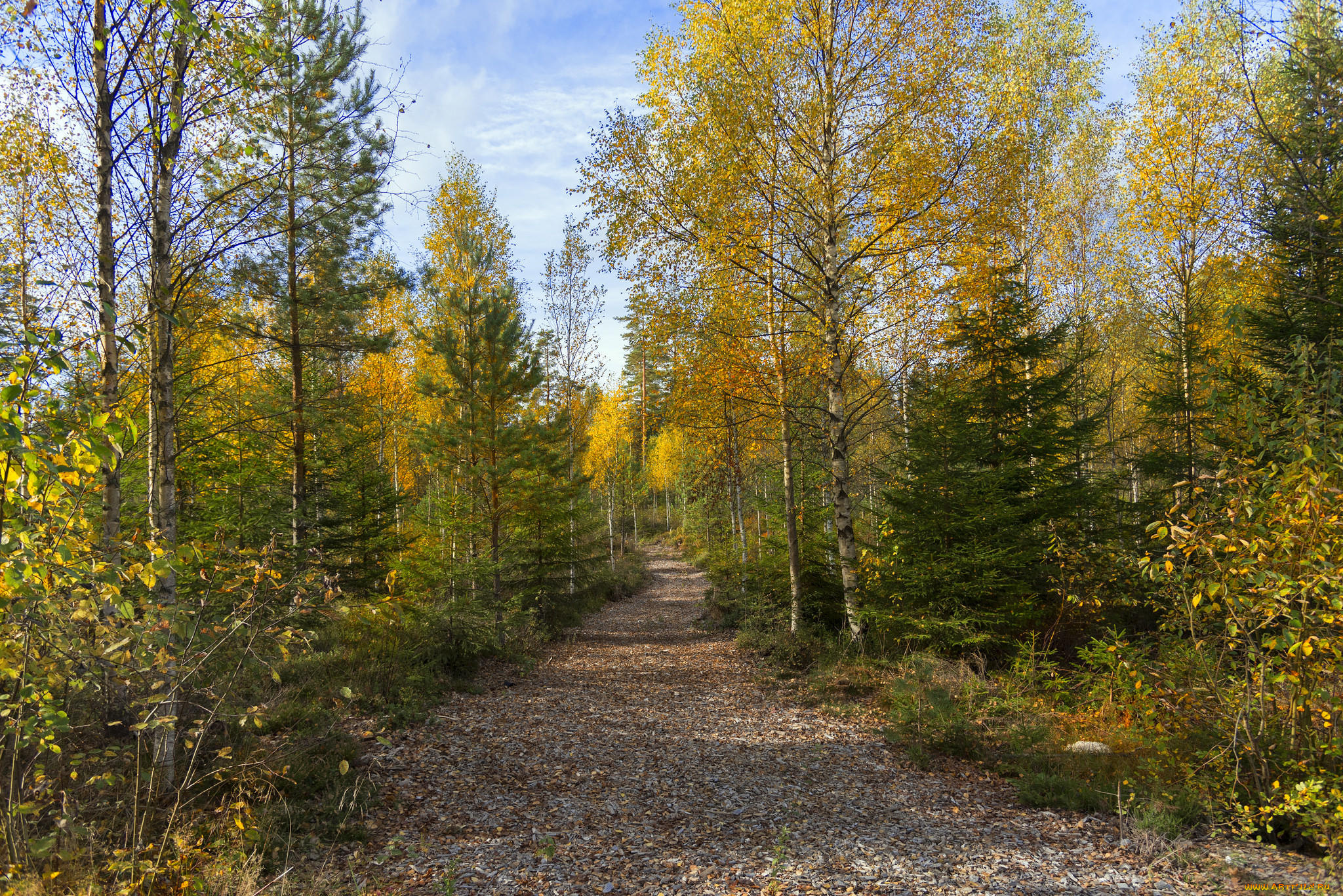 природа, лес, деревья, осень