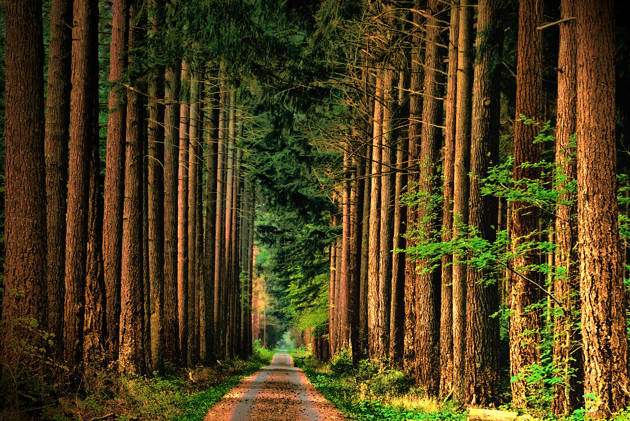 природа, парк, простор