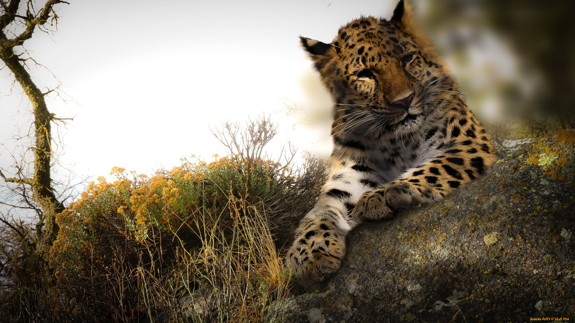 леопард, животные, леопарды, wallhaven, дикая, природа, большие, кошки