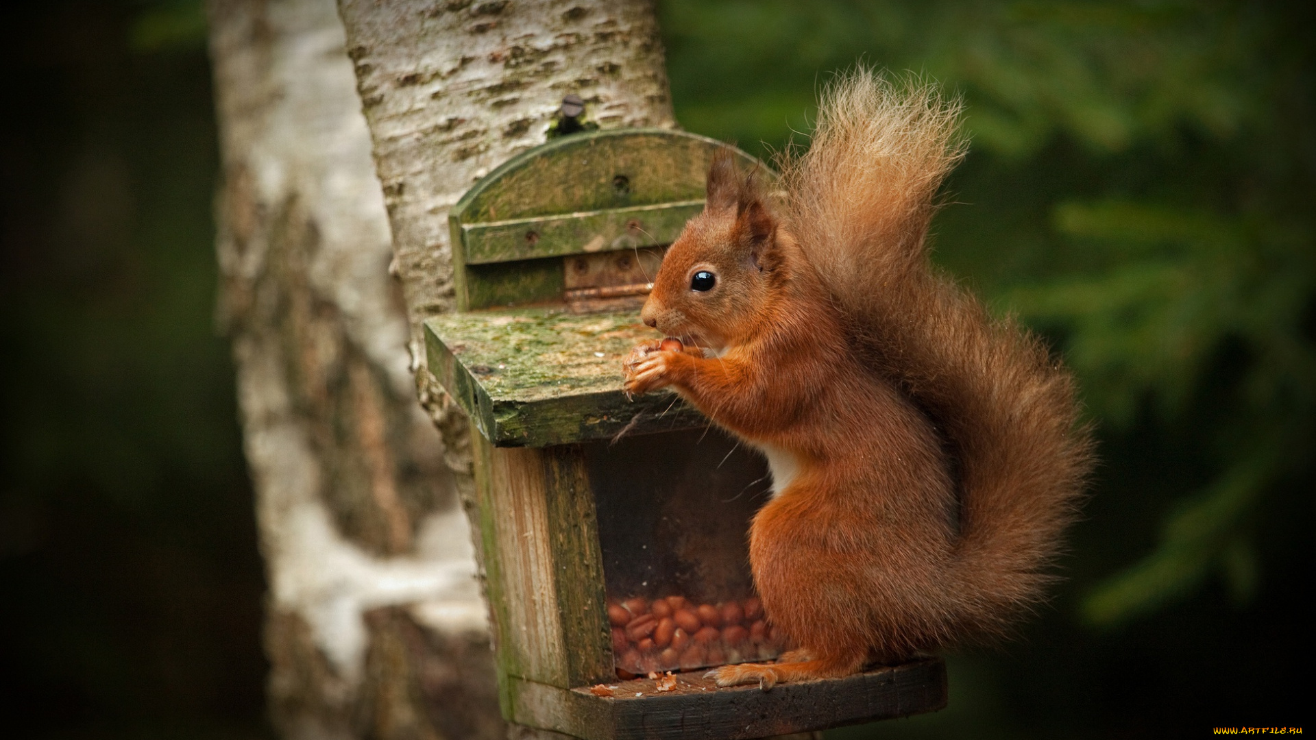 животные, белки, парк, рыжая, зверек, ствол, белка, орех, лапки, дерево, темный, фон, трапеза, кормушка, орешек, арахис, орешки, кушает, белочка, обед, грызун, орехи, сидит, поза, природа, лес