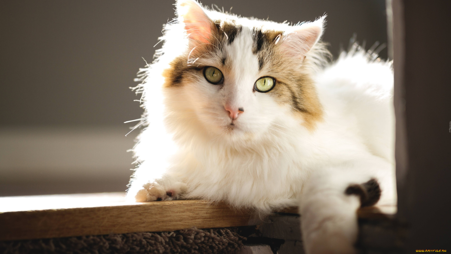 животные, коты, кошка, полка