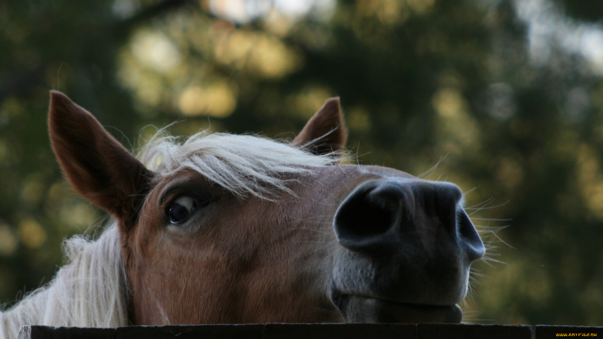 животные, лошади, голова, лошадь
