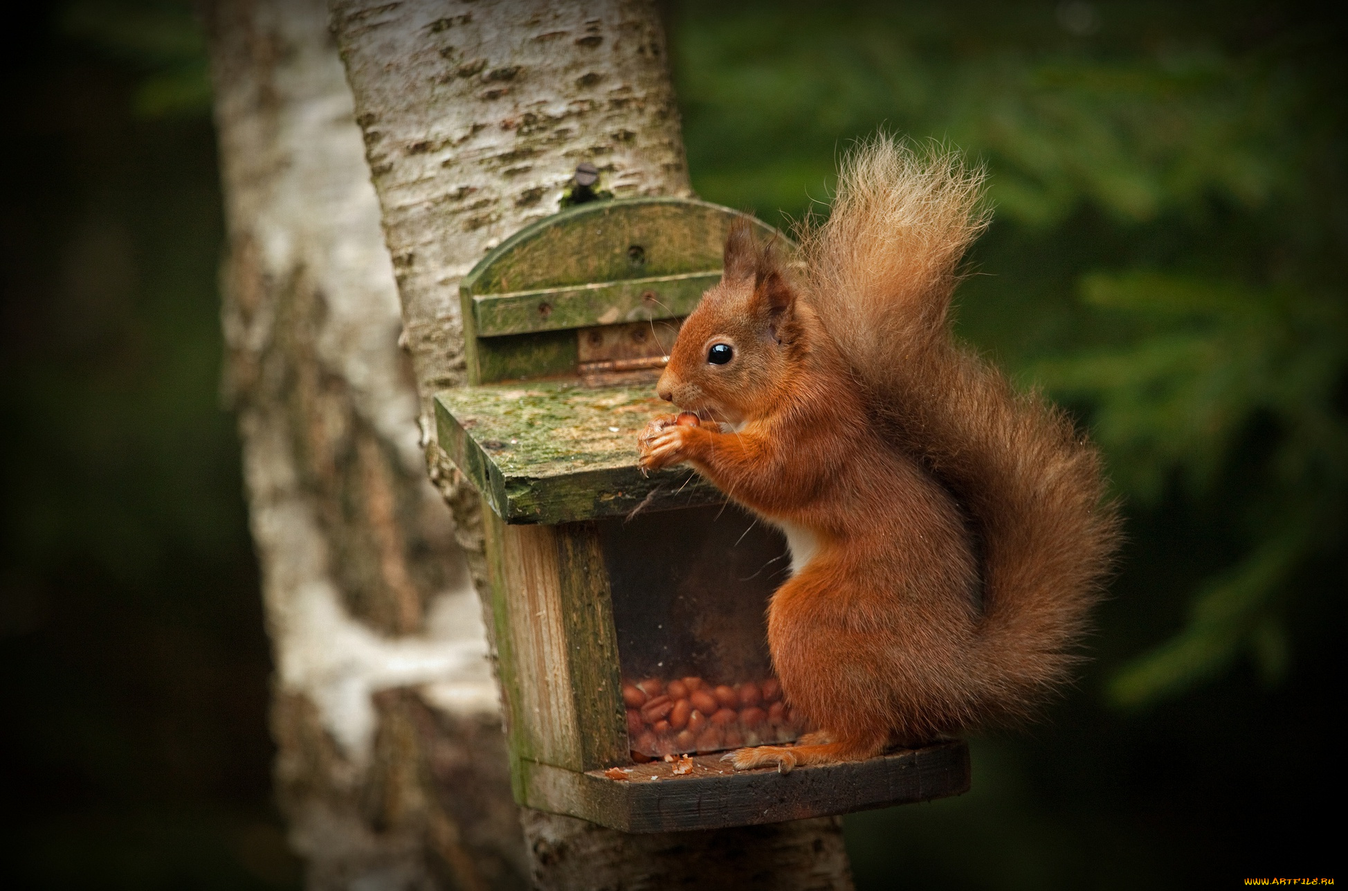животные, белки, парк, рыжая, зверек, ствол, белка, орех, лапки, дерево, темный, фон, трапеза, кормушка, орешек, арахис, орешки, кушает, белочка, обед, грызун, орехи, сидит, поза, природа, лес